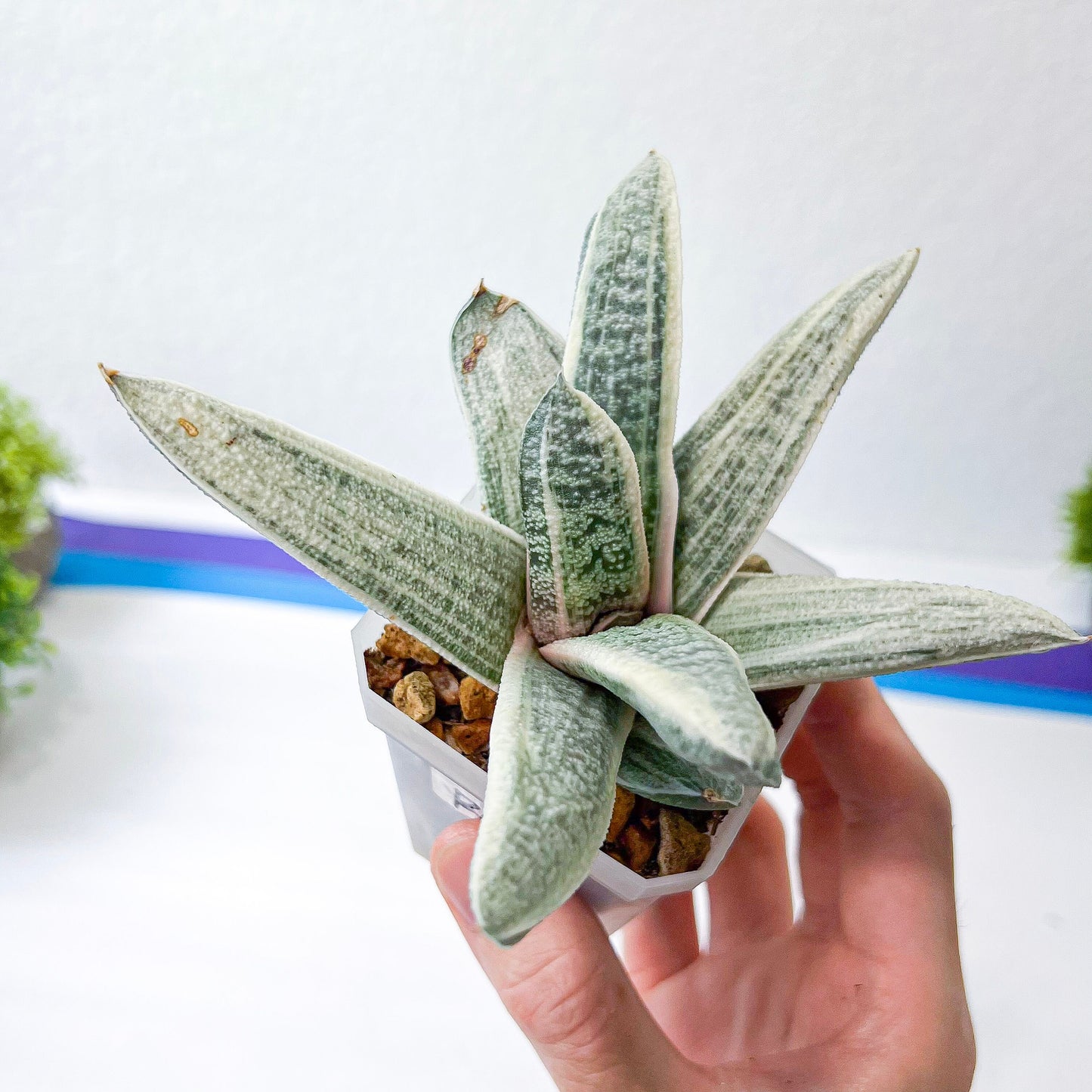 Gasteria Batesiana White Variegated | South African Plants | Imported Plants