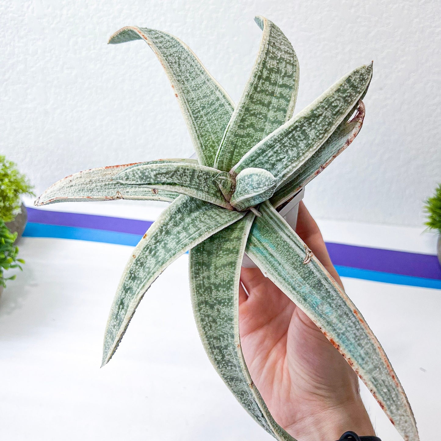 Gasteria Batesiana White Variegated | South African Plants | Imported Plants