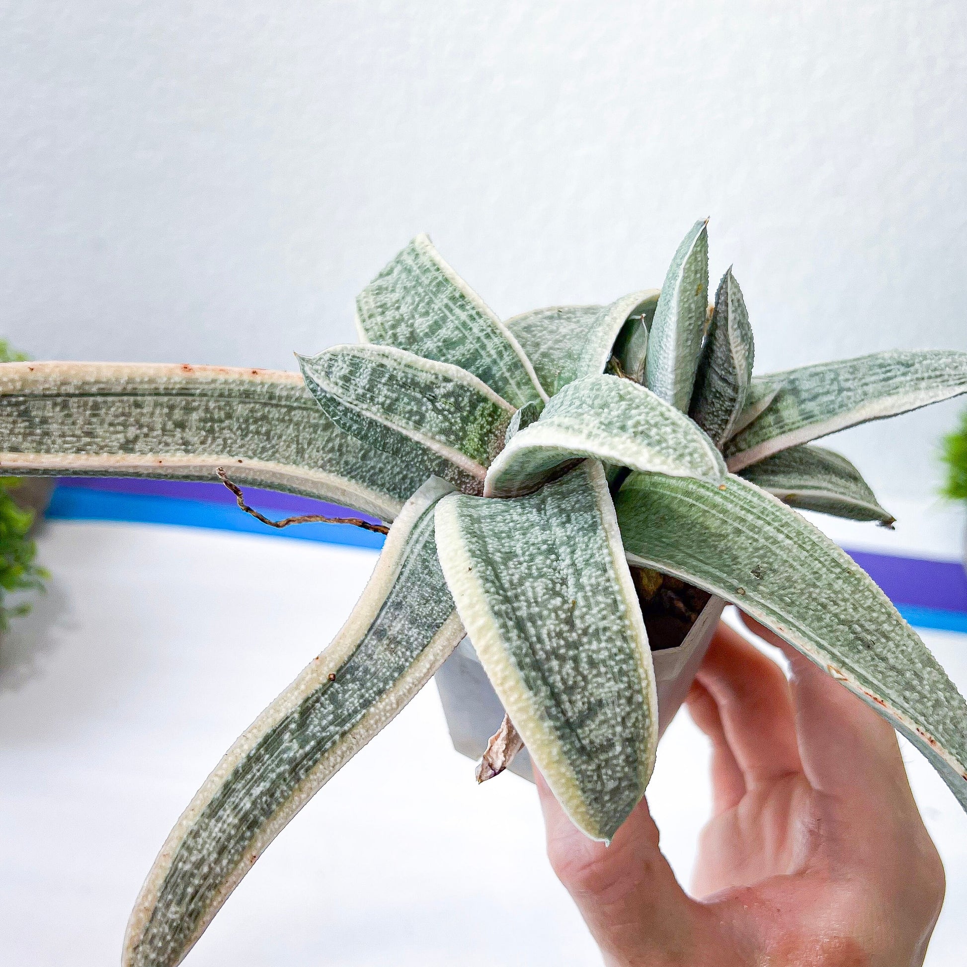 Gasteria Batesiana White Variegated | South African Plants | Imported Plants