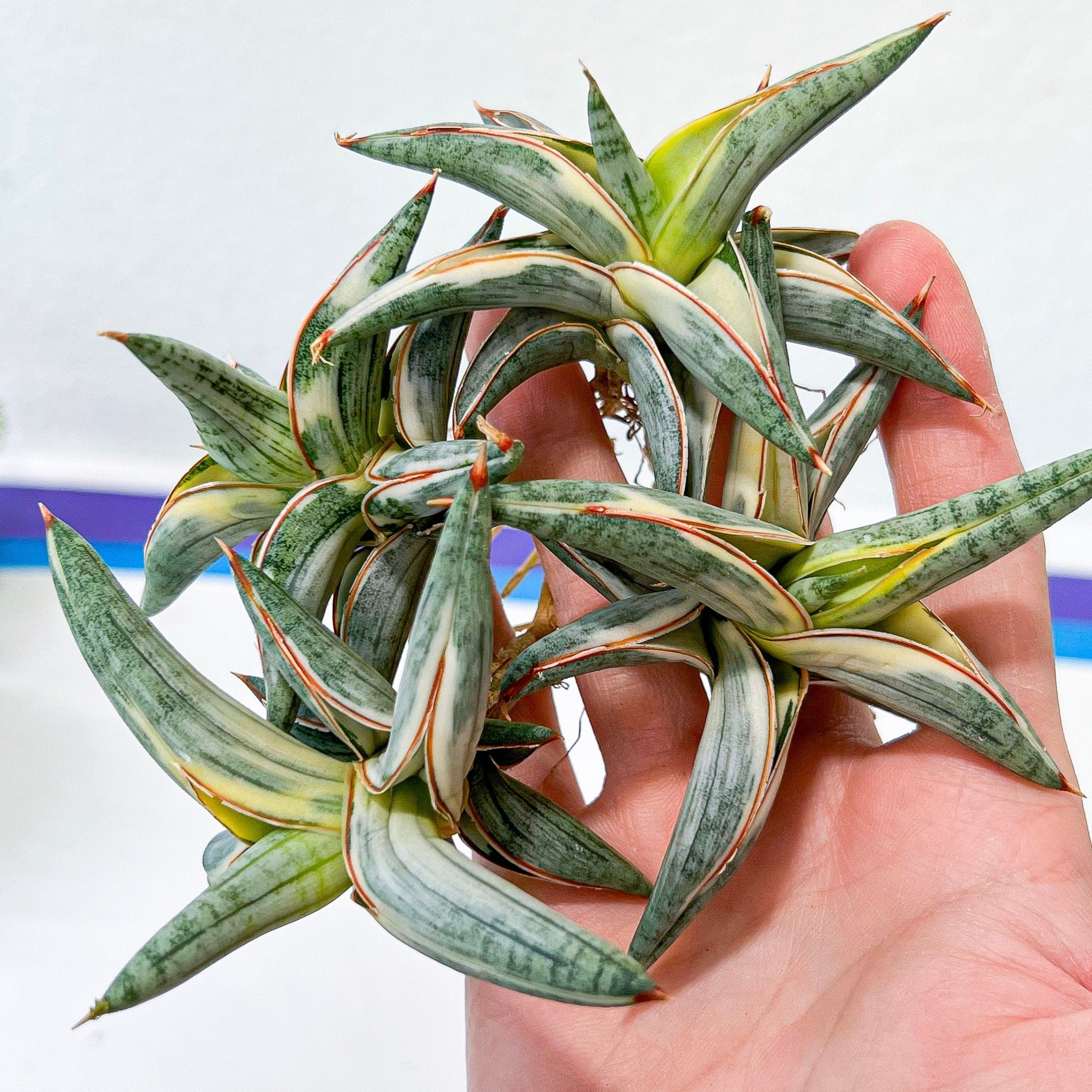 Sansevieria Blue Clone White Variegated (#H4) | Snake Plant | Rare Imported Plants