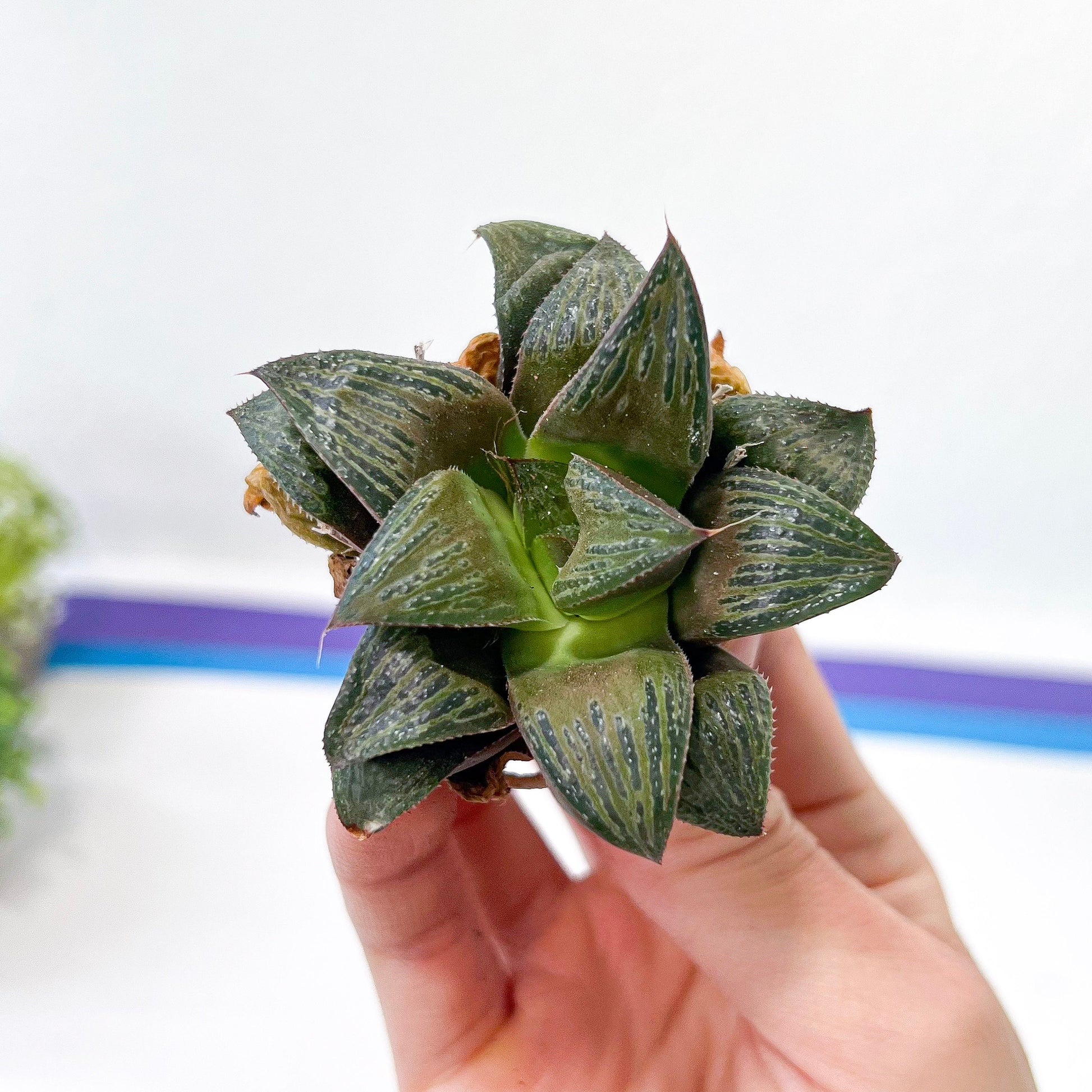 Haworthia magnifica Var. Splenden (#HA3) | Rare Imported Succulent