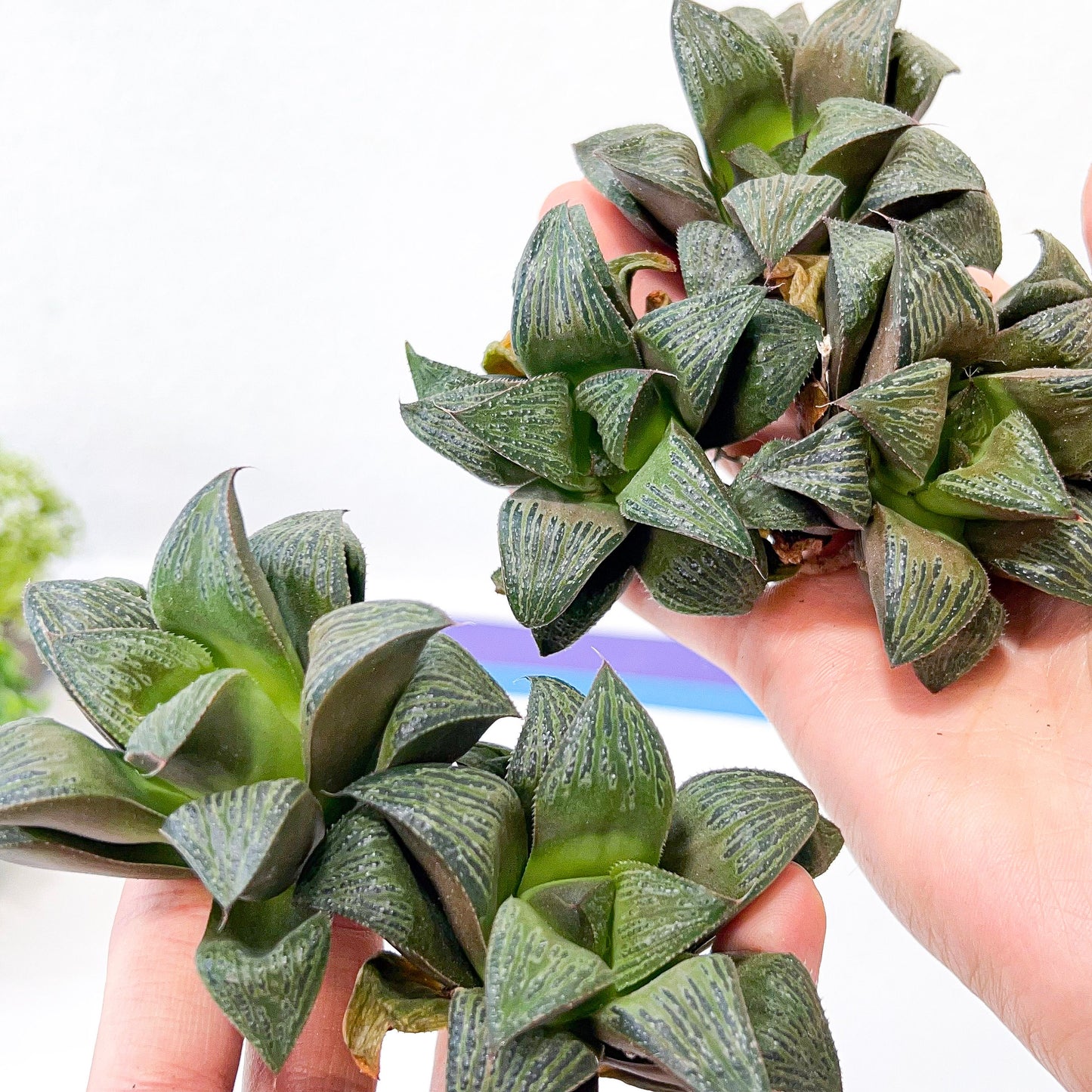 Haworthia magnifica Var. Splenden (#HA3) | Rare Imported Succulent