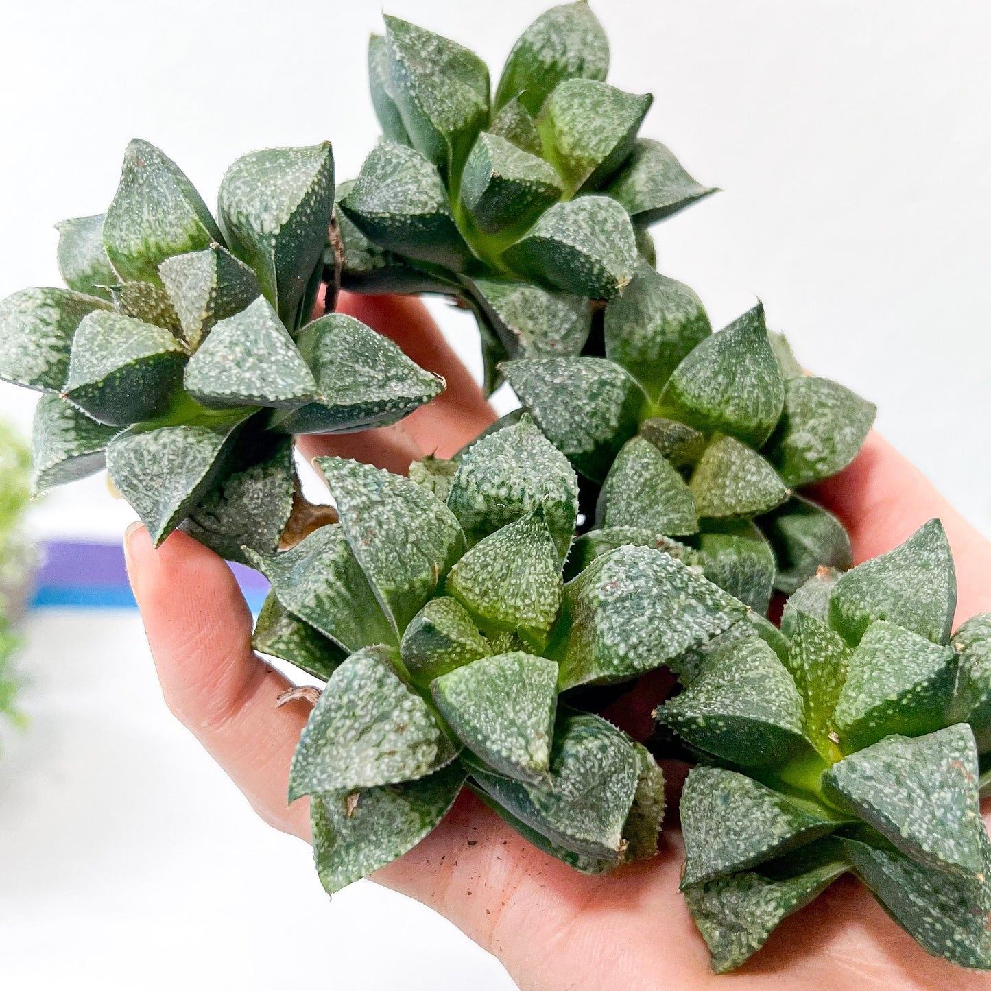 Haworthia Blue Crab (#HB4) | Impored Haworthia | Rare Haworthia | Rare Succulant