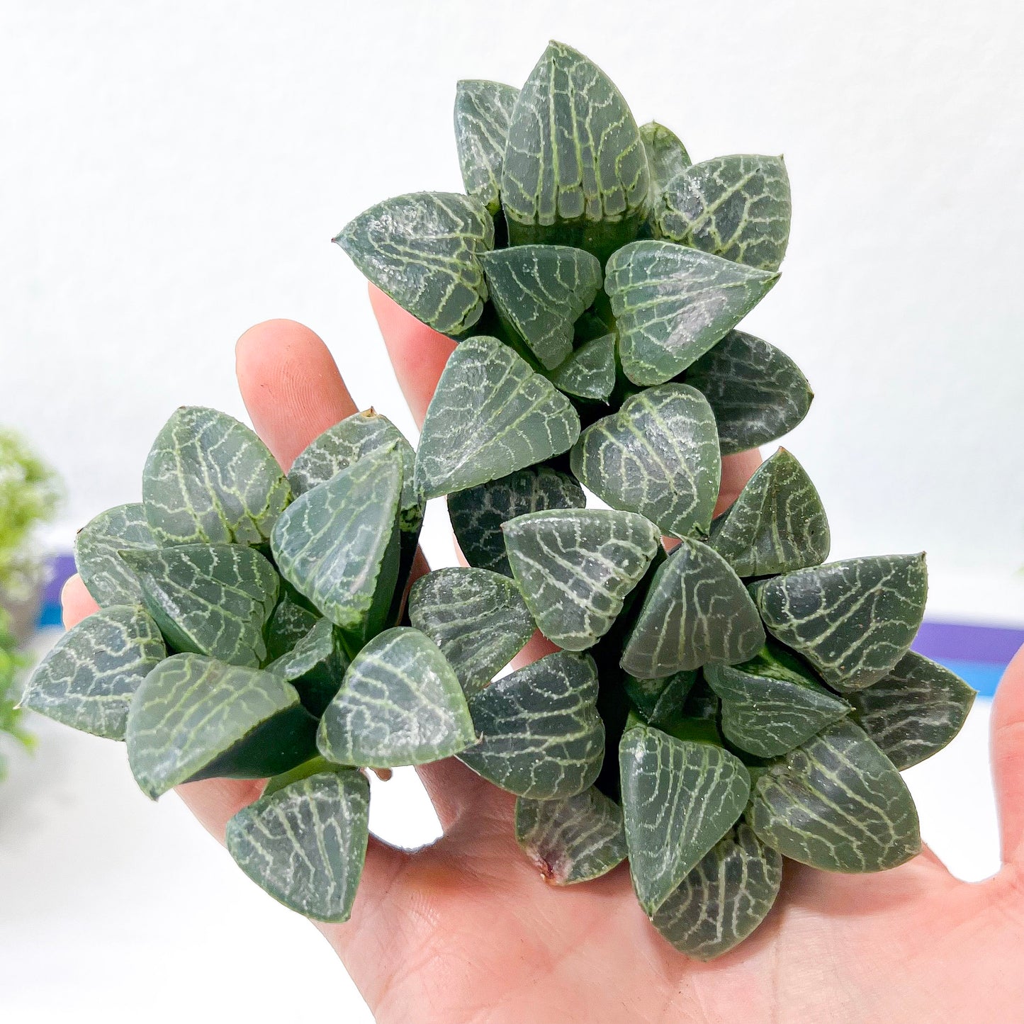 Haworthia Crystal (#HC2) | Impored Haworthia | Rare Haworthia | Rare Succulant