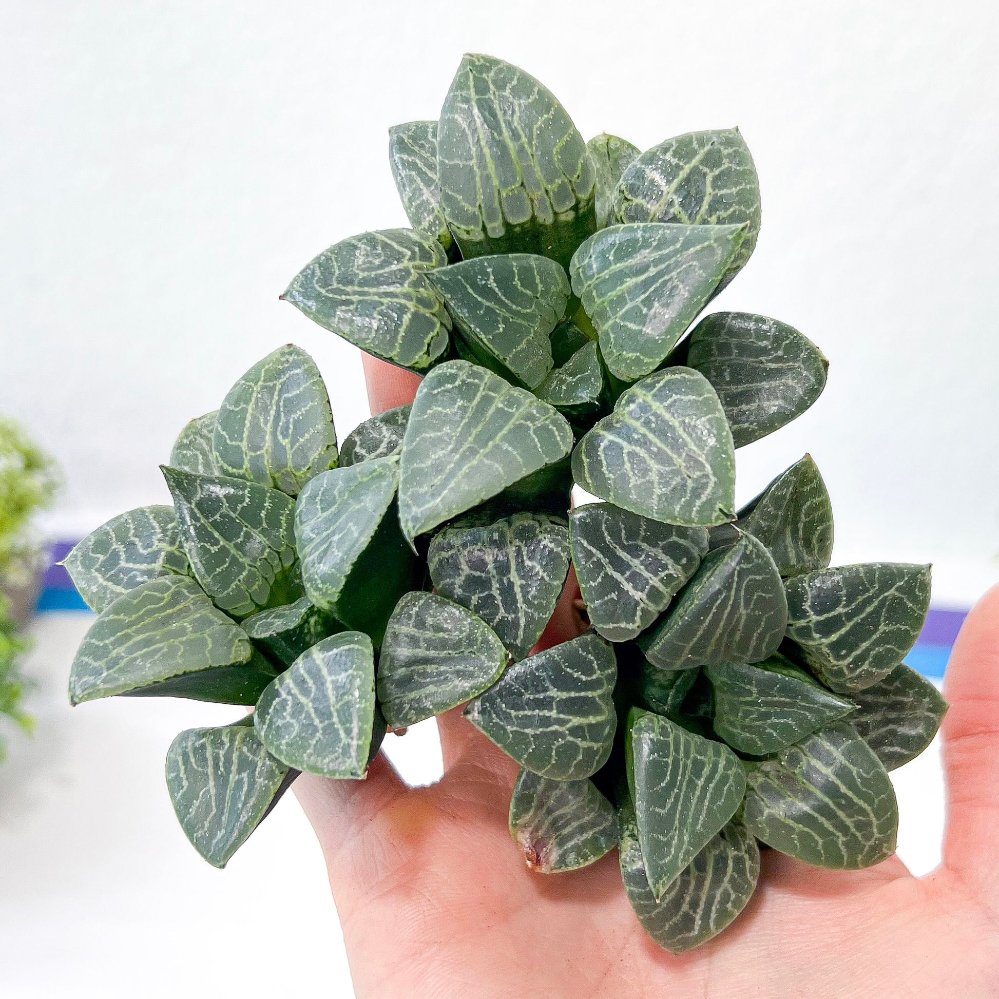 Haworthia Crystal (#HC2) | Impored Haworthia | Rare Haworthia | Rare Succulant