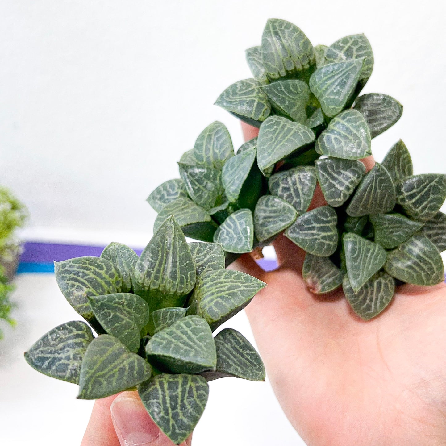 Haworthia Crystal (#HC2) | Impored Haworthia | Rare Haworthia | Rare Succulant