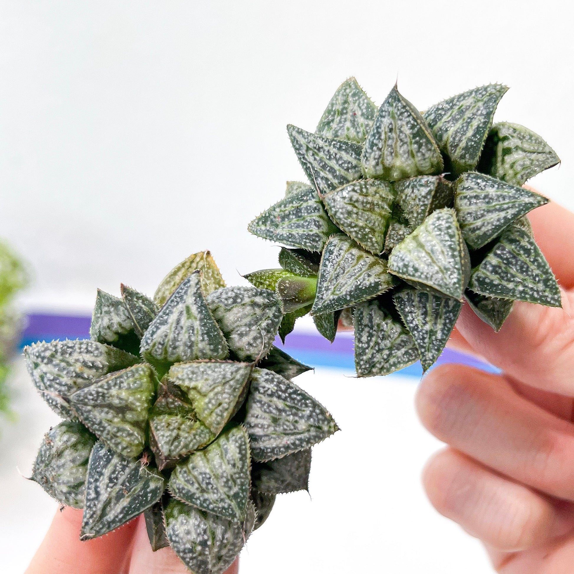 Haworthia Yukigeshiki (#HC3) | Impored Haworthia | Rare Haworthia | Rare Succulant