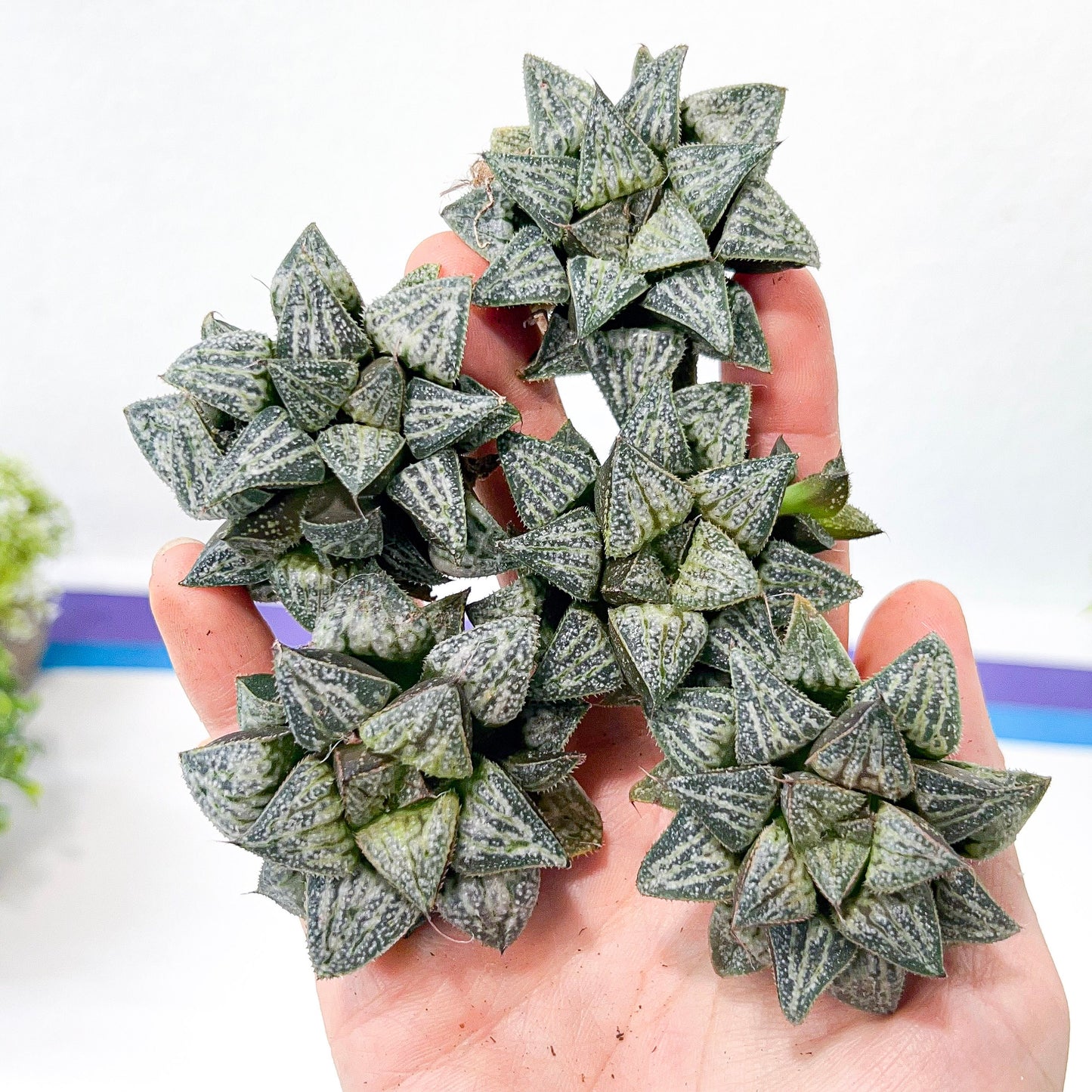 Haworthia Yukigeshiki (#HC3) | Impored Haworthia | Rare Haworthia | Rare Succulant