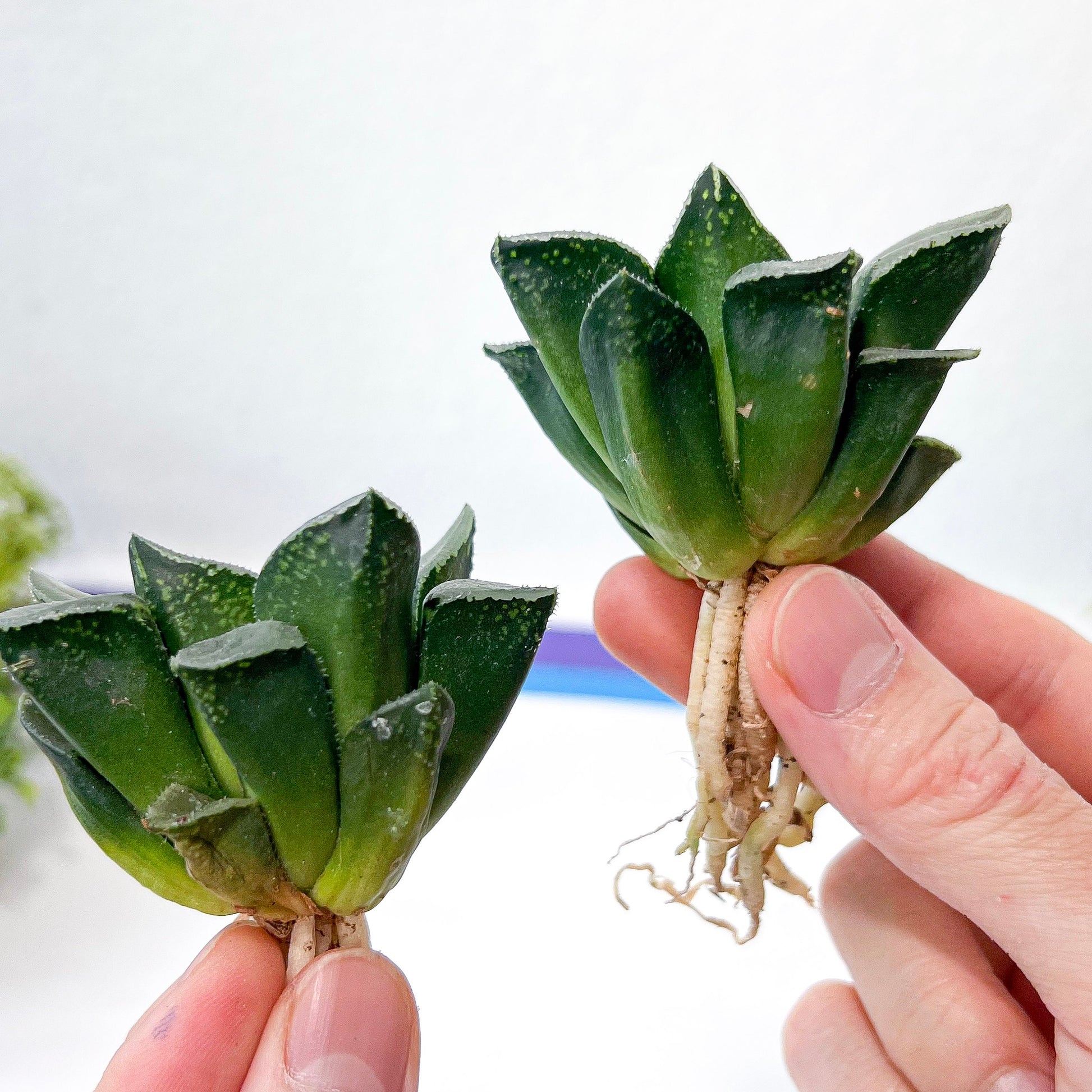 Haworthia Correcta Ready Stock (#HD1) | Impored Haworthia | Rare Haworthia | Rare Succulant