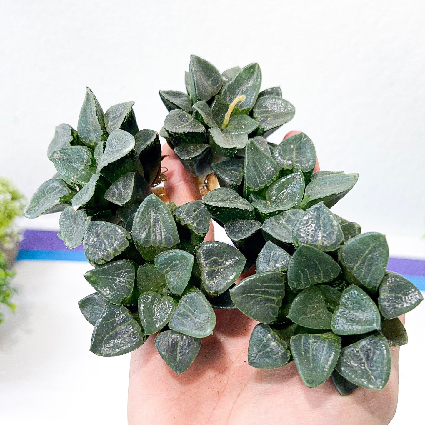 Haworthia Correcta Ready Stock (#HD1) | Impored Haworthia | Rare Haworthia | Rare Succulant