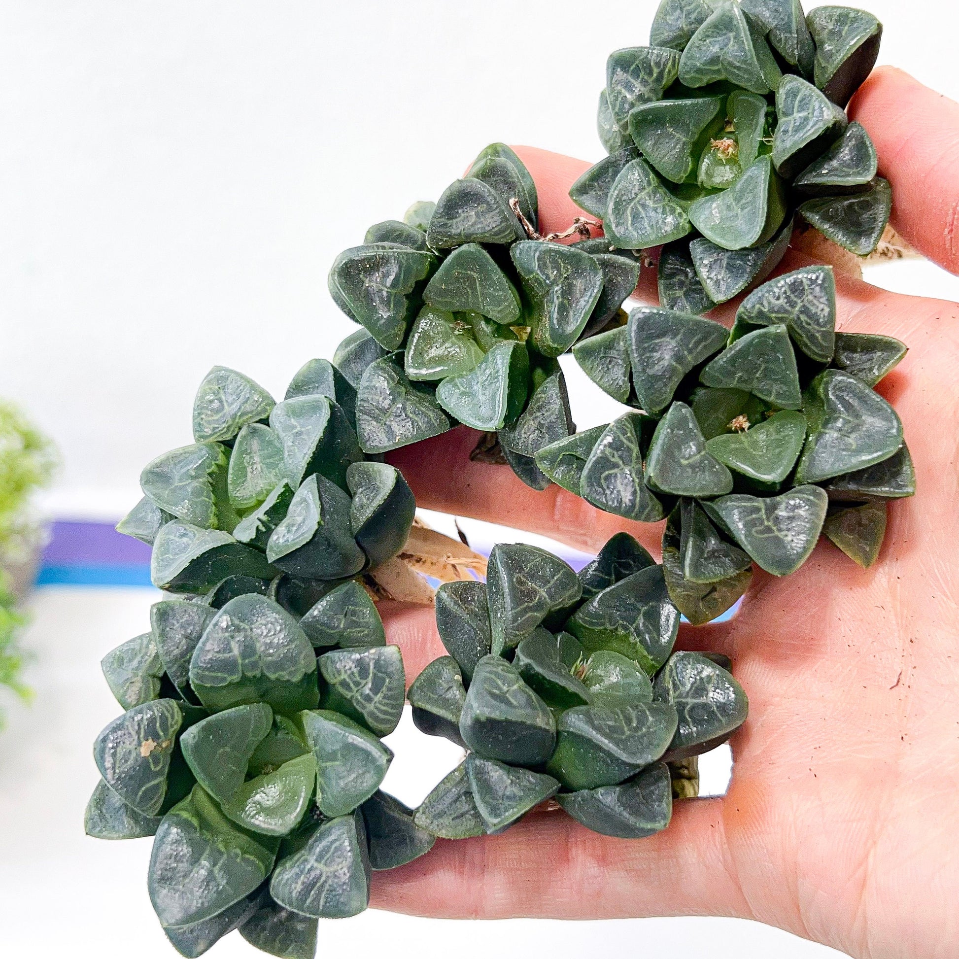 Haworthia Correcta Cloud (#HD2) | Impored Haworthia | Rare Haworthia | Rare Succulant