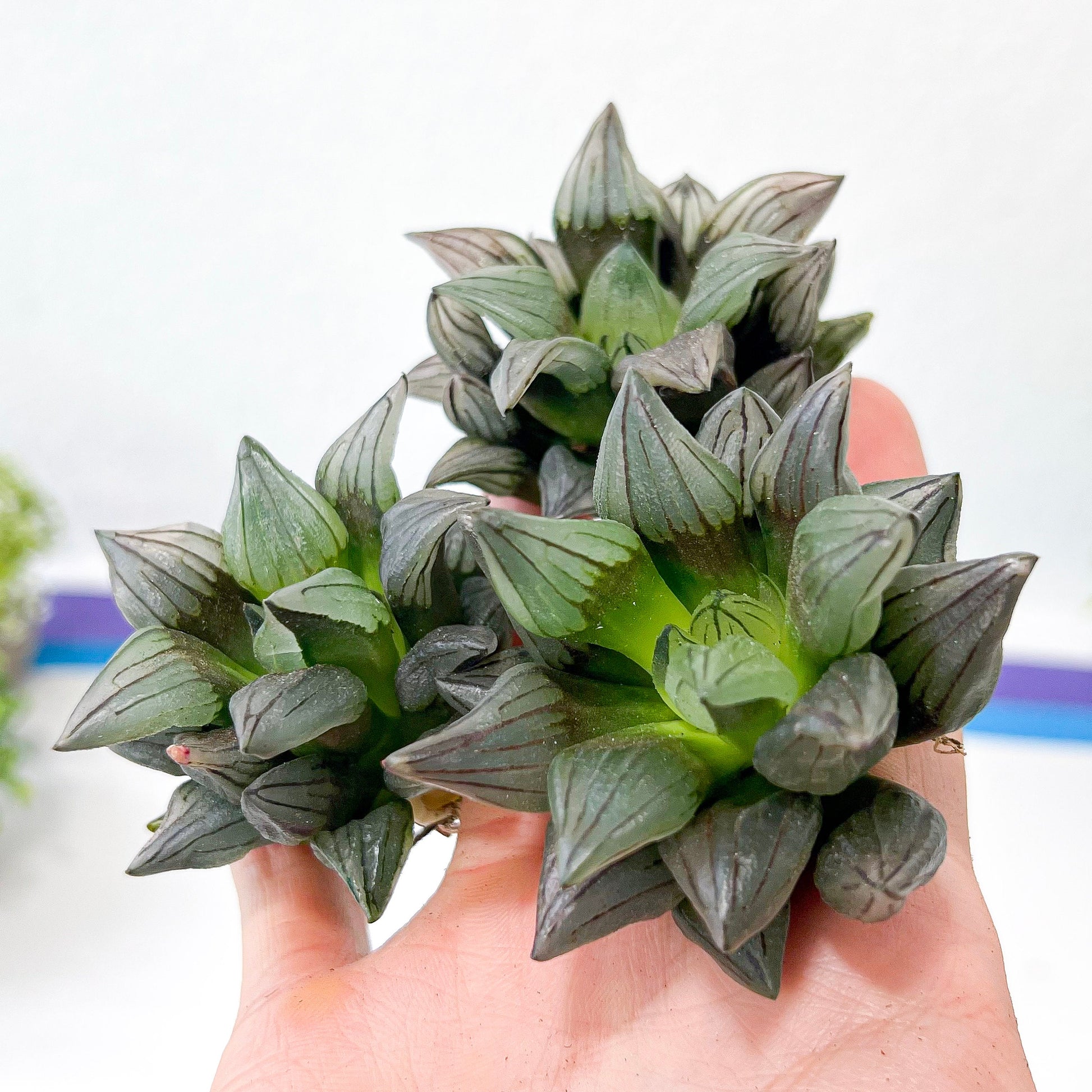 Haworthia Magnifica V.Atrofusca (#HD4) | Impored Haworthia | Rare Haworthia | Rare Succulant