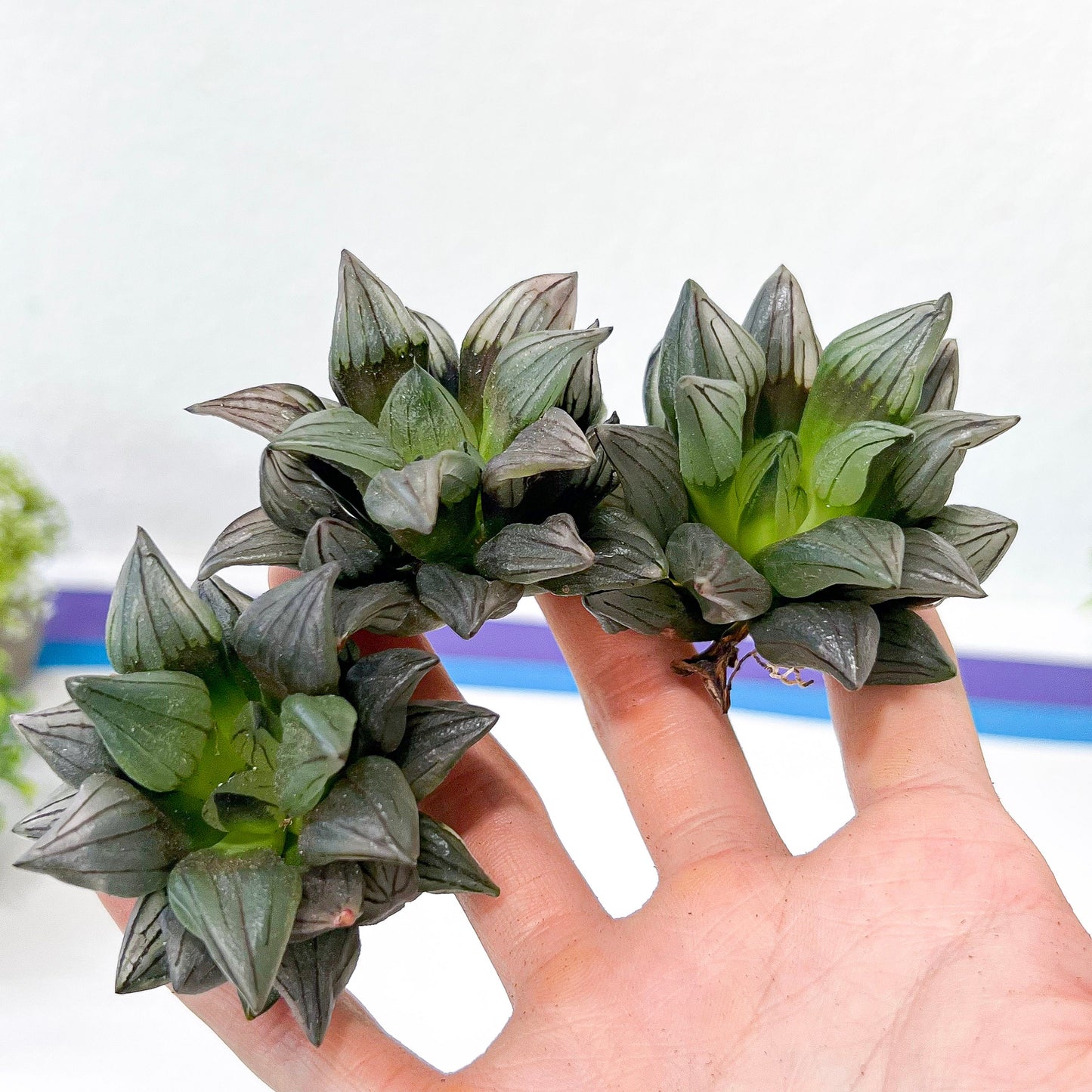 Haworthia Magnifica V.Atrofusca (#HD4) | Impored Haworthia | Rare Haworthia | Rare Succulant