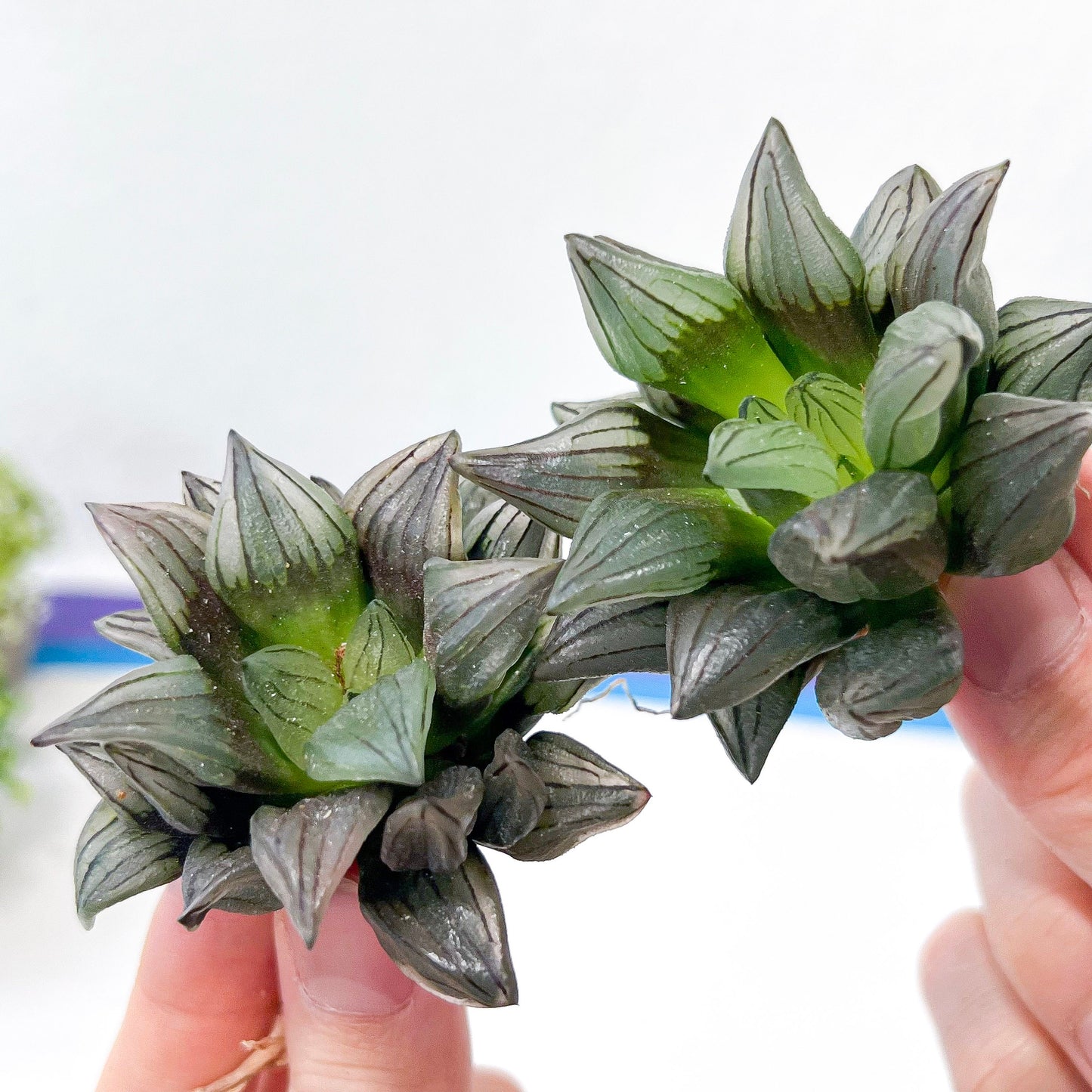 Haworthia Magnifica V.Atrofusca (#HD4) | Impored Haworthia | Rare Haworthia | Rare Succulant