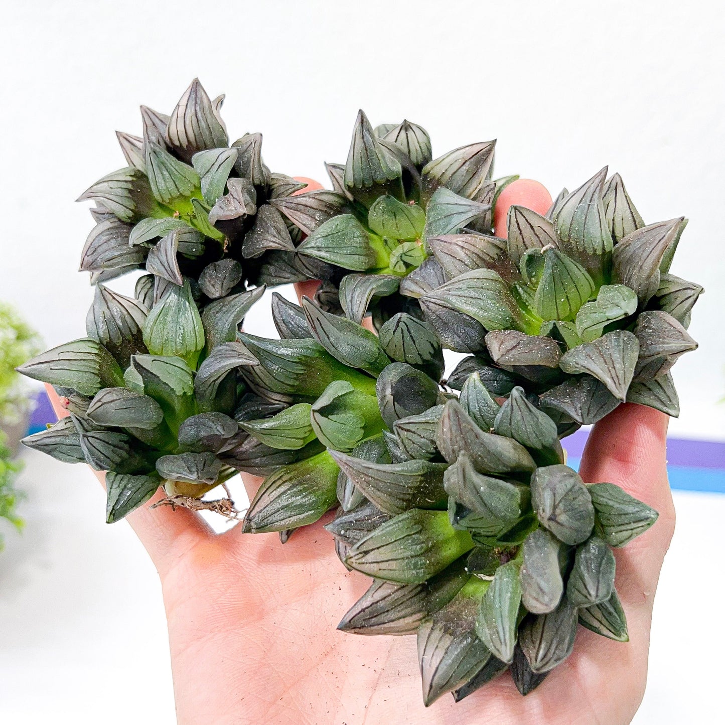 Haworthia Magnifica V.Atrofusca (#HD4) | Impored Haworthia | Rare Haworthia | Rare Succulant