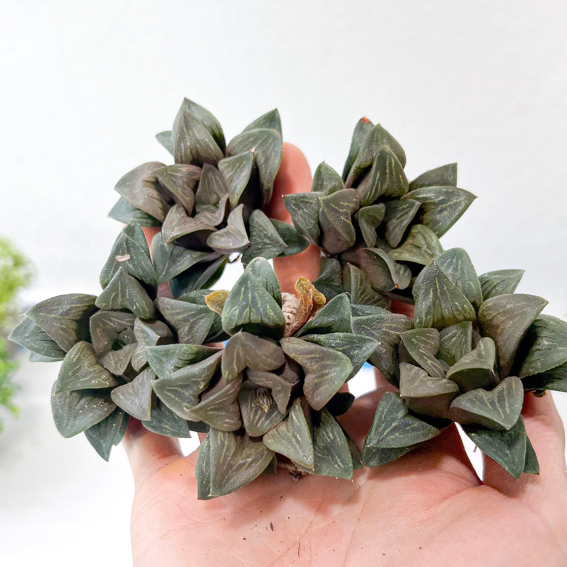 Haworthia White Window (#HA2) | Rare Imported Succulent