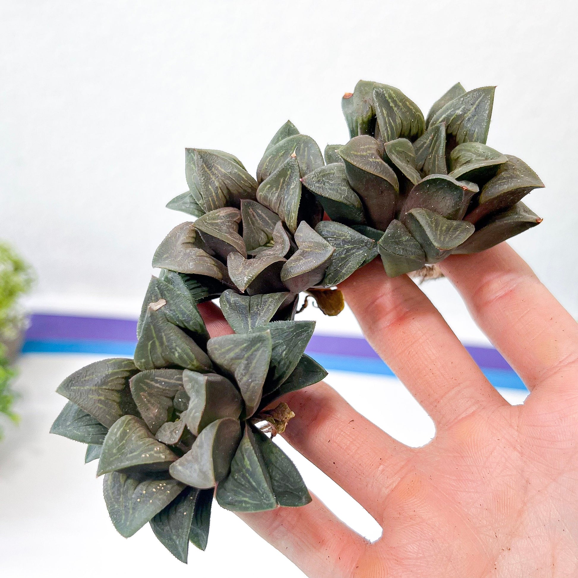 Haworthia White Window (#HA2) | Rare Imported Succulent