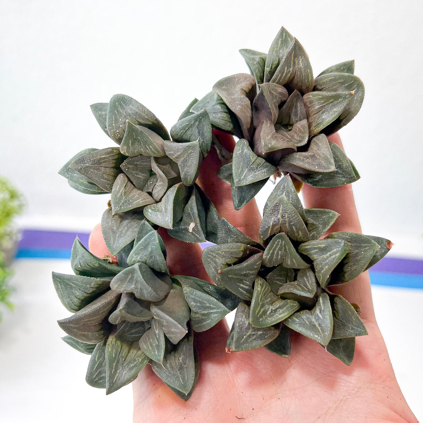 Haworthia White Window (#HA2) | Rare Imported Succulent