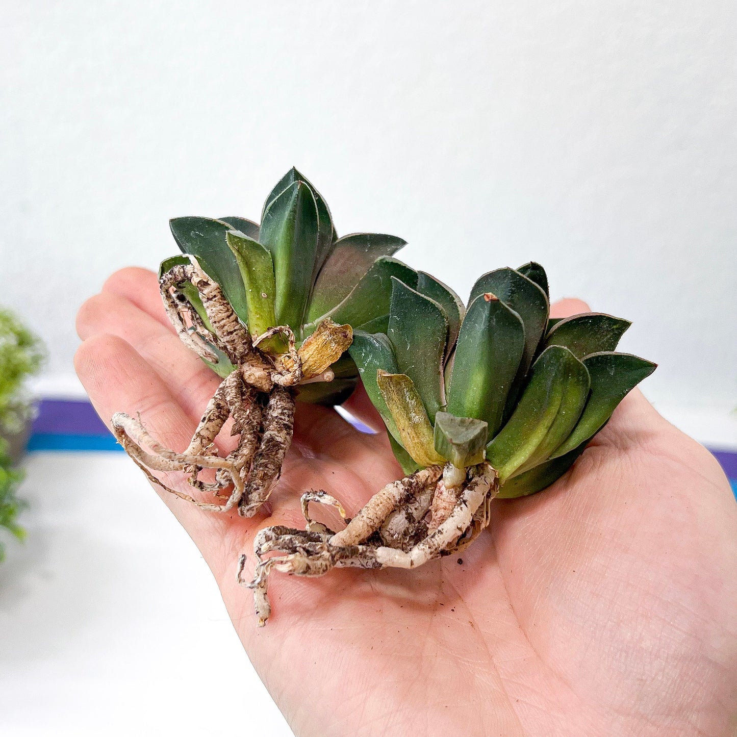 Haworthia White Window (#HA2) | Rare Imported Succulent