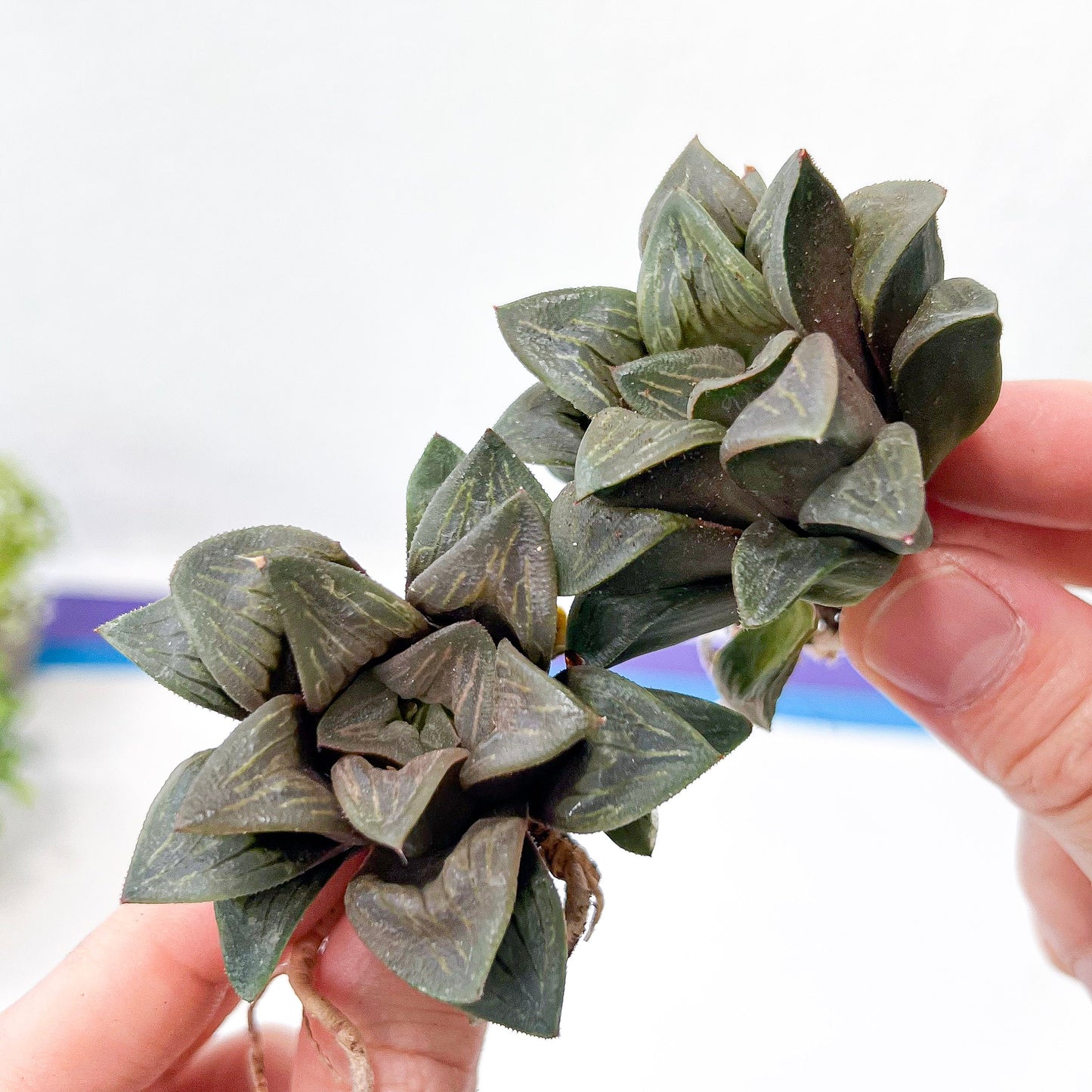 Haworthia White Window (#HA2) | Rare Imported Succulent