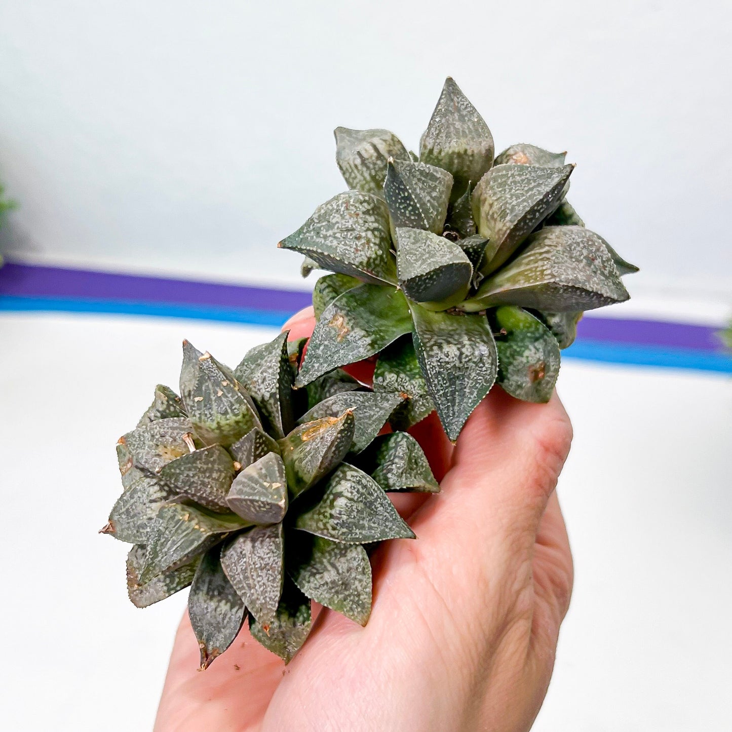 Haworthia Silver Longevity (#HE3) | Impored Haworthia | Rare Haworthia | Rare Succulant