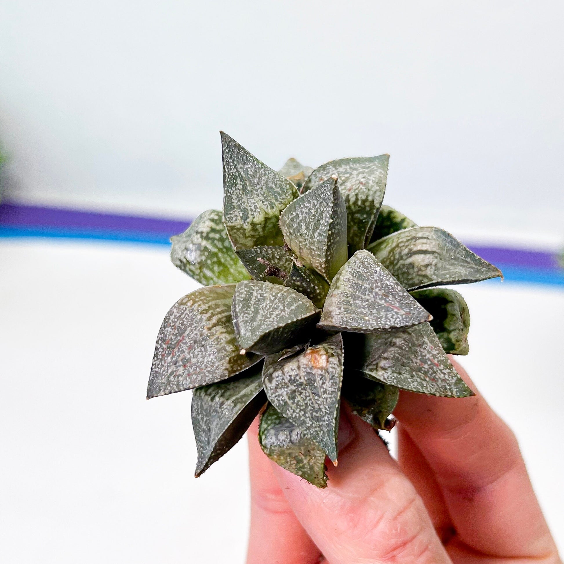 Haworthia Silver Longevity (#HE3) | Impored Haworthia | Rare Haworthia | Rare Succulant