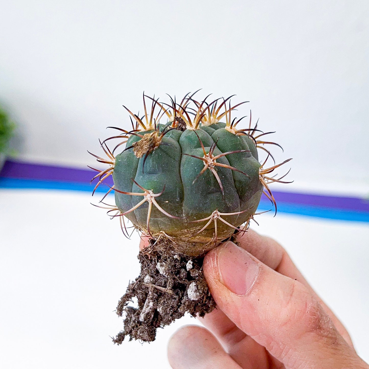 Gymnocalycium Pflanzii (V40) | Live Cactus | Rare Cactus