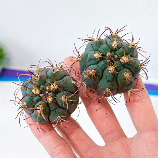 Gymnocalycium Pflanzii (V40) | Live Cactus | Rare Cactus