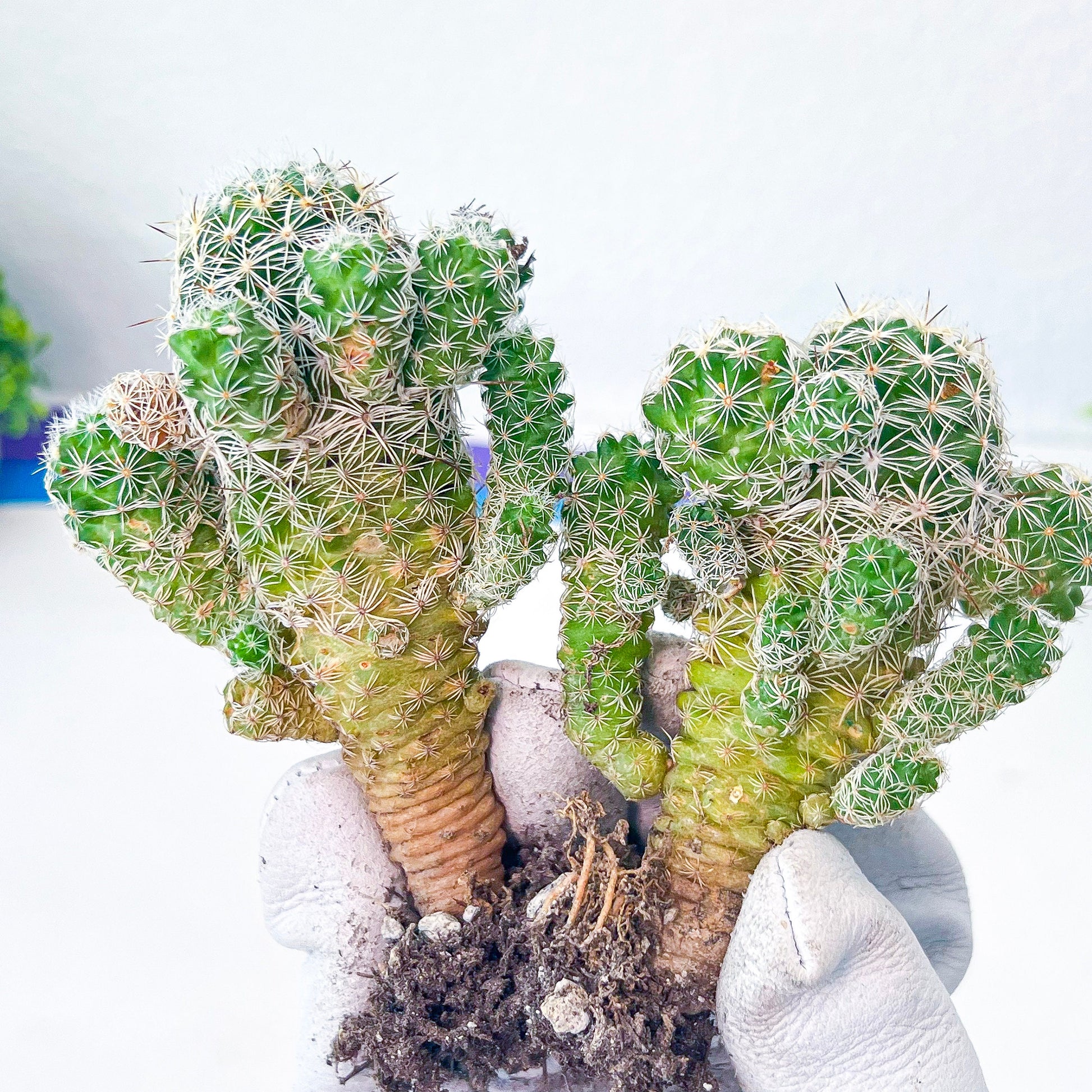 Mammillaria Vetula Ssp. Gracilis (#V101) | Cactus Plant Live | Rare Cactus