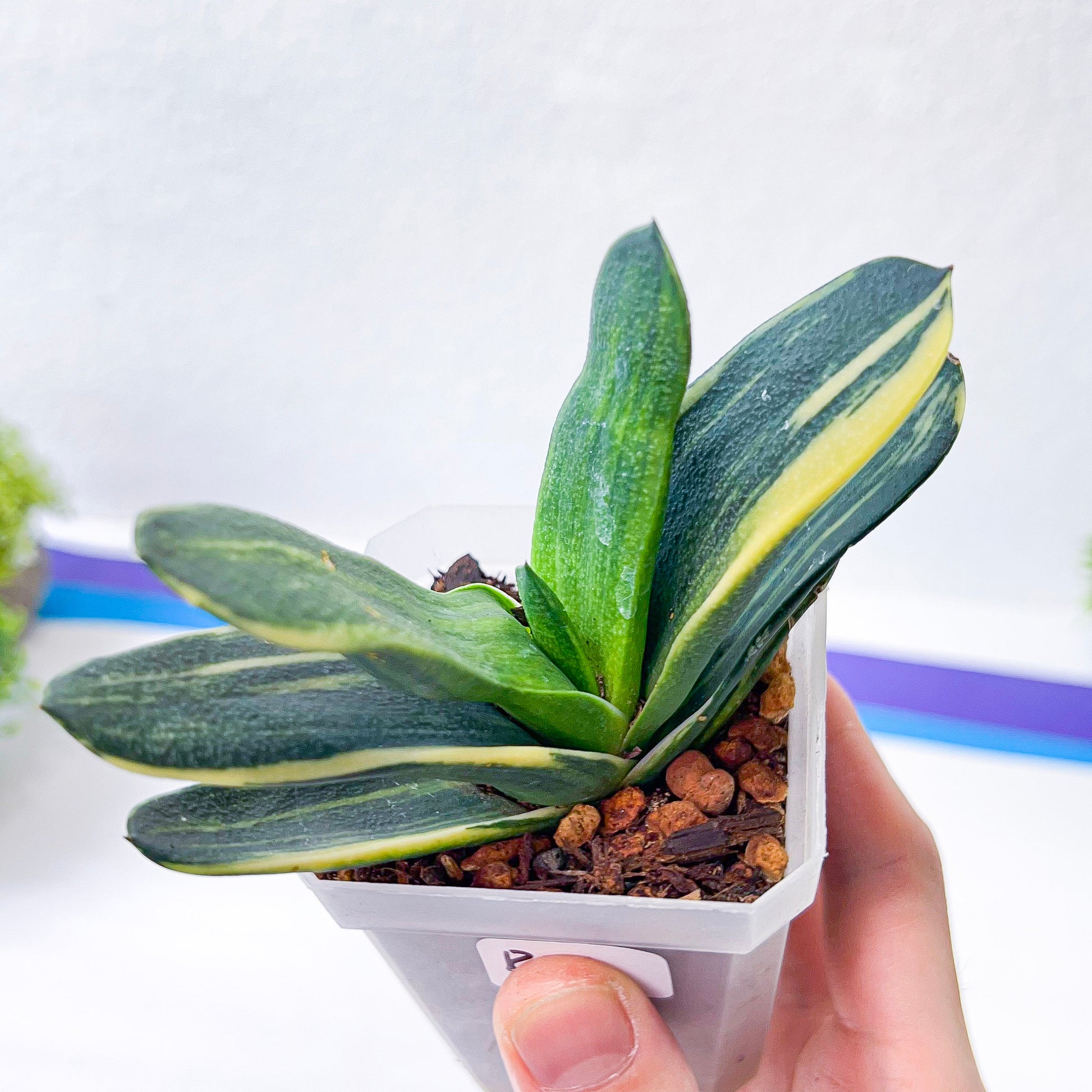 Gasteria Nitida Variegated (#A3) | South African Plants | Imported Plants