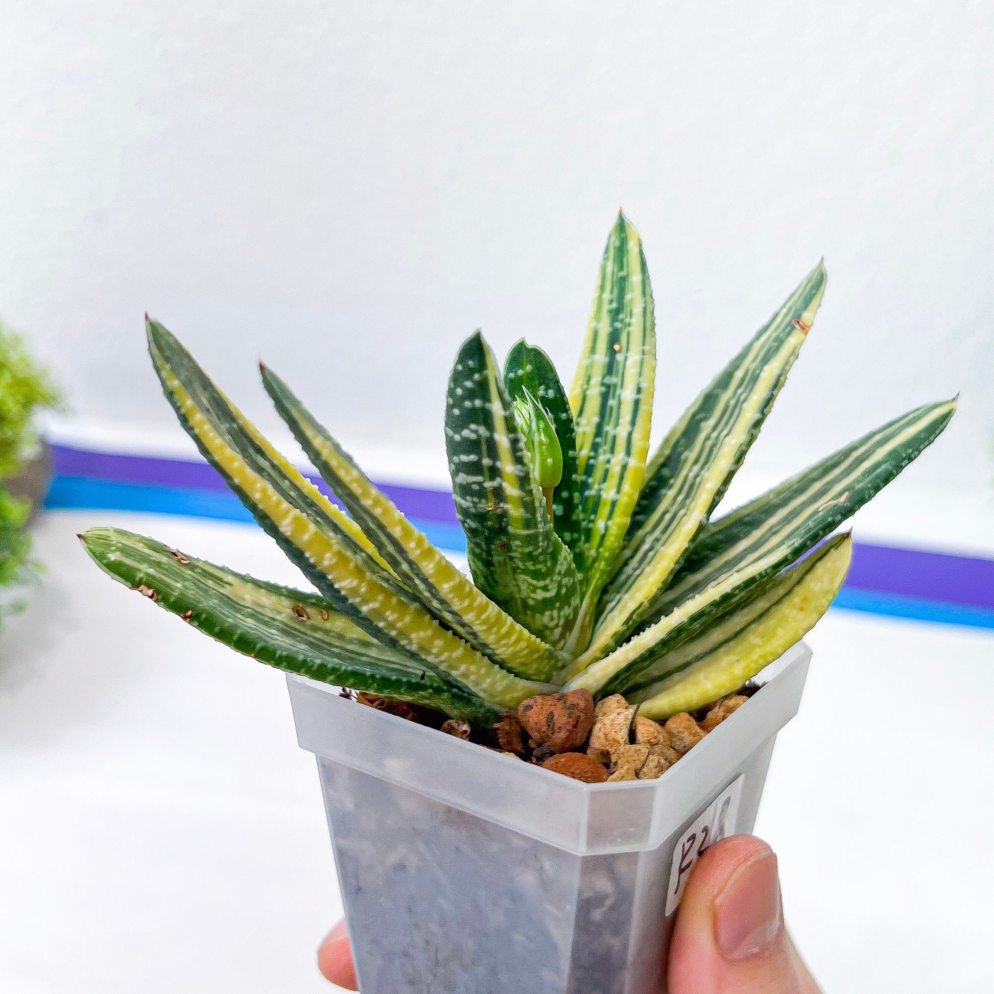 Gasteria Ferucossa Variegated (#D4) | South African Plants | Imported Plants