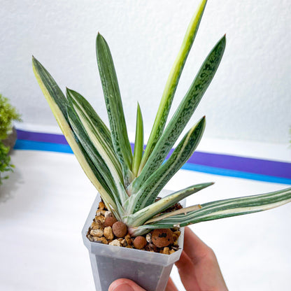 Rare Gasteria Hybrid (#F1) | South African Plants | Imported Plants