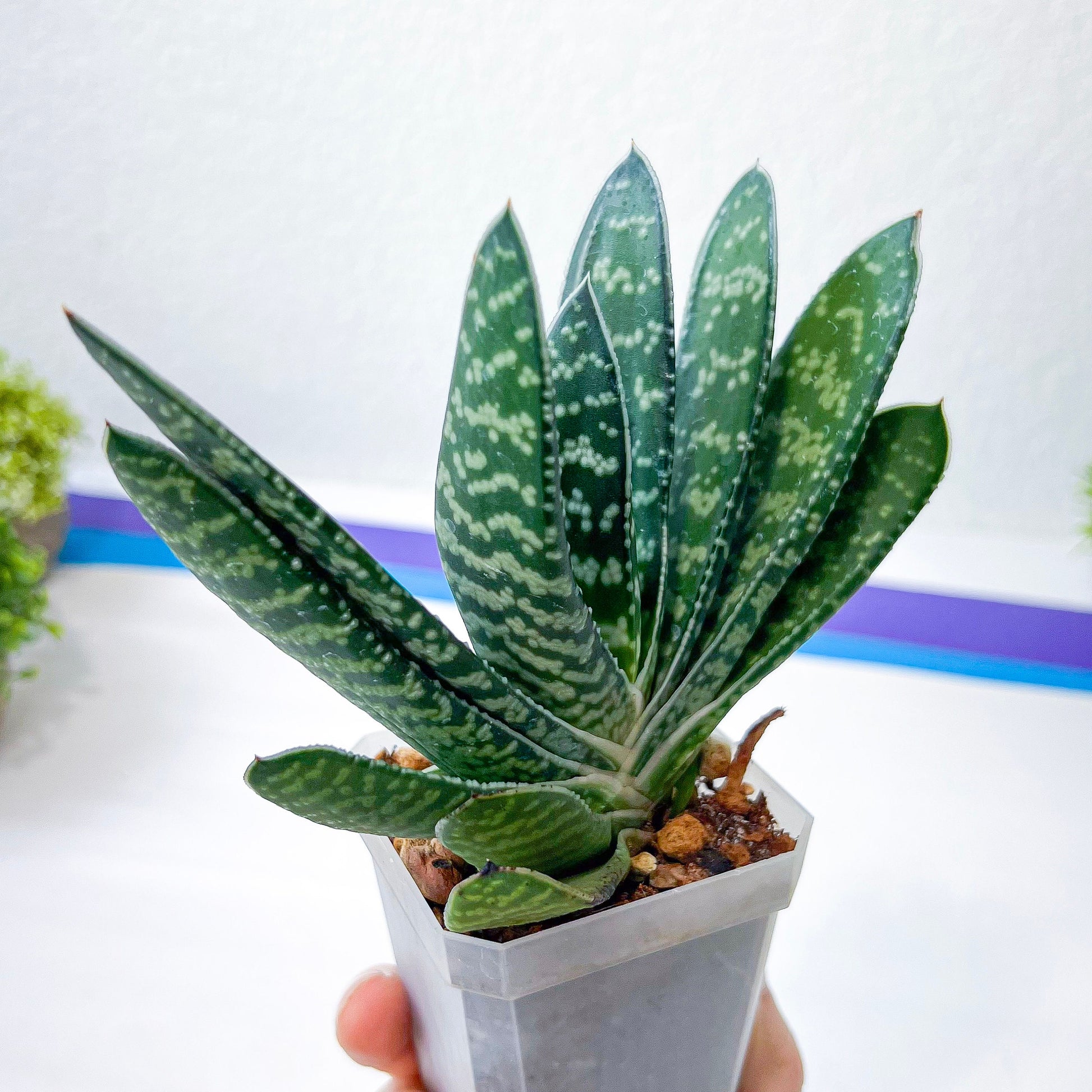 Gasteria Pillansii (#J1) | South African Plants | Imported Plants