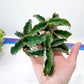Sansevieria Water Mark (#Ra35) | Snake Plant | Rare Imported Plants