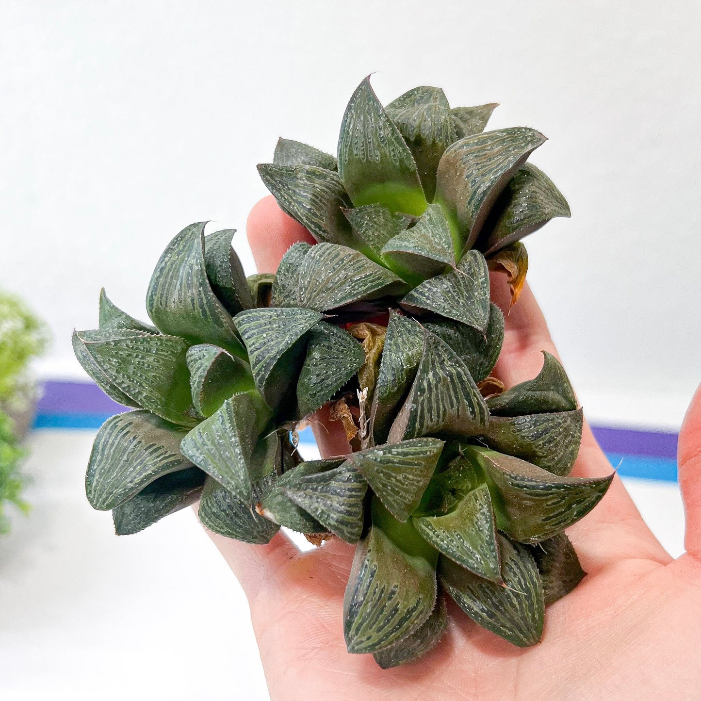 Haworthia magnifica Var. Splenden (#HA3) | Rare Imported Succulent