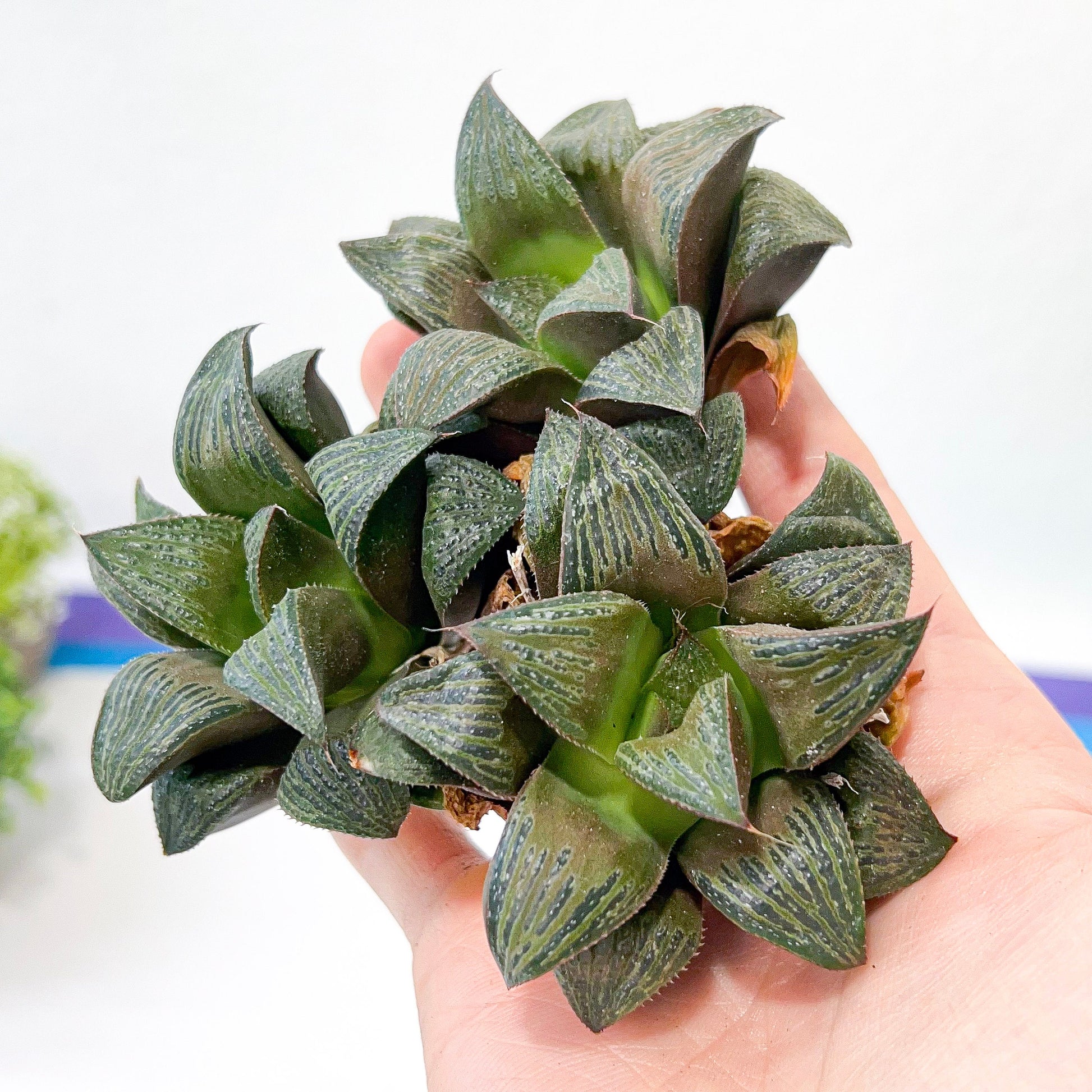 Haworthia magnifica Var. Splenden (#HA3) | Rare Imported Succulent