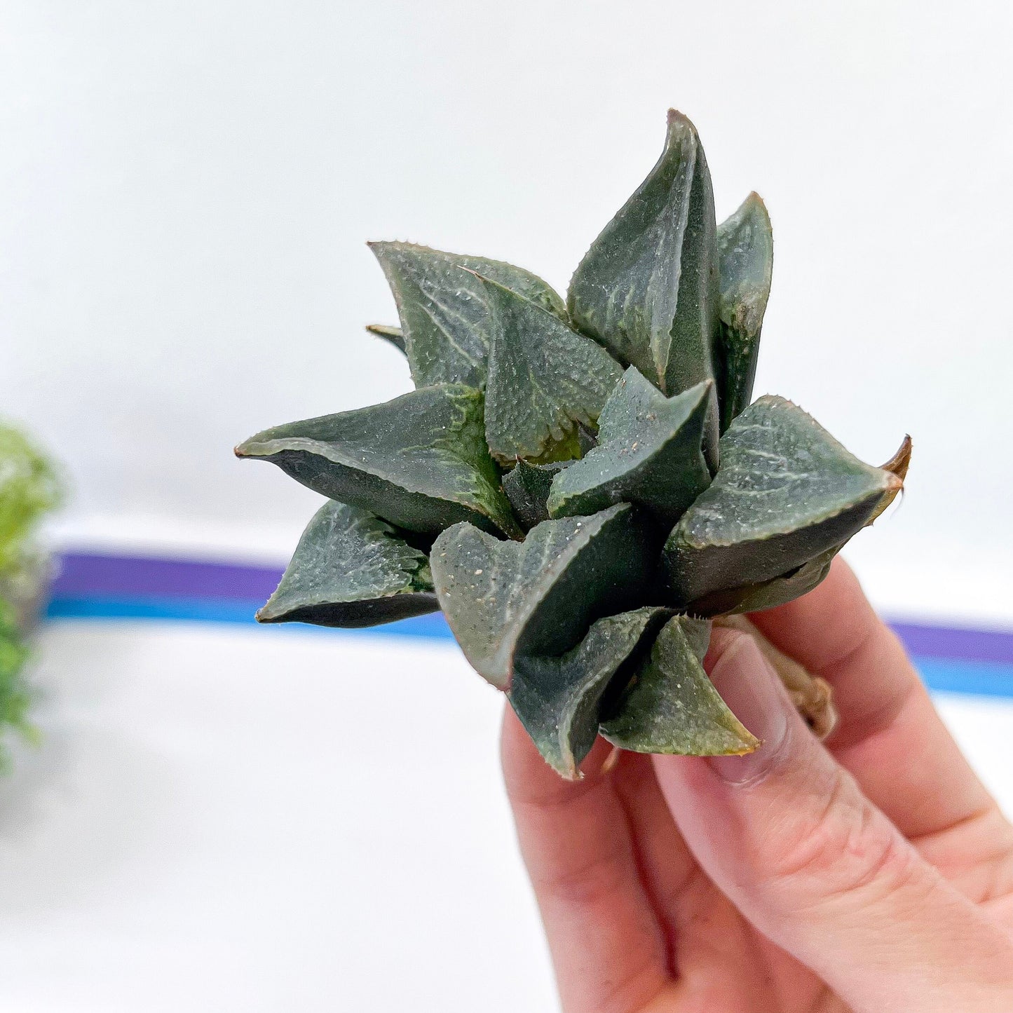 Haworthia Retusa Badia Hybrid Shuten-doji (#HA5) | Rare Imported Succulent