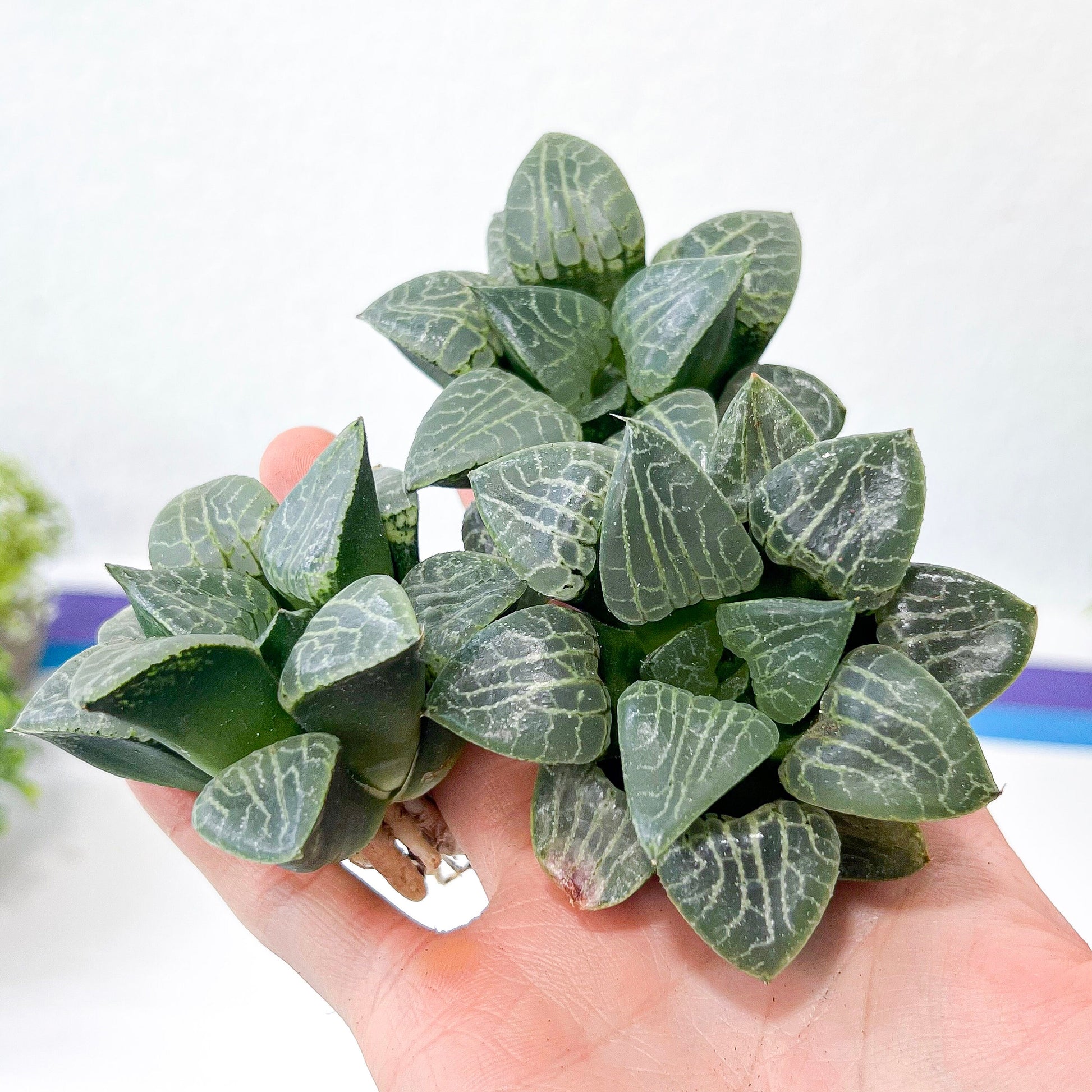 Haworthia Crystal (#HC2) | Impored Haworthia | Rare Haworthia | Rare Succulant