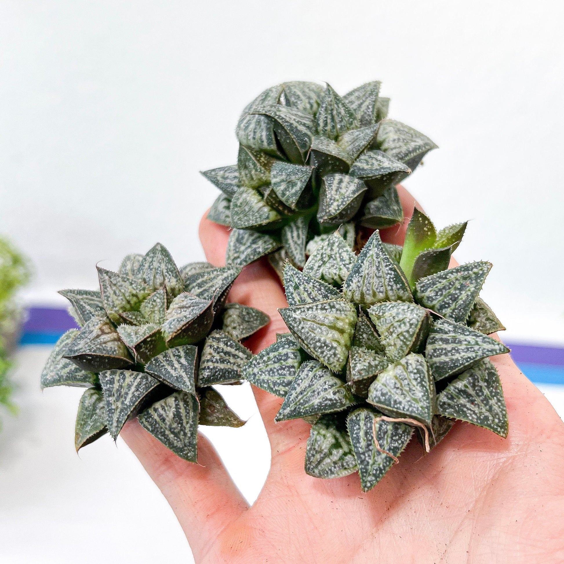 Haworthia Yukigeshiki (#HC3) | Impored Haworthia | Rare Haworthia | Rare Succulant