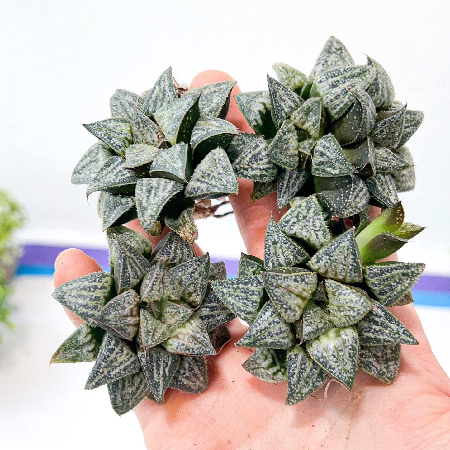 Haworthia Yukigeshiki (#HC3) | Impored Haworthia | Rare Haworthia | Rare Succulant