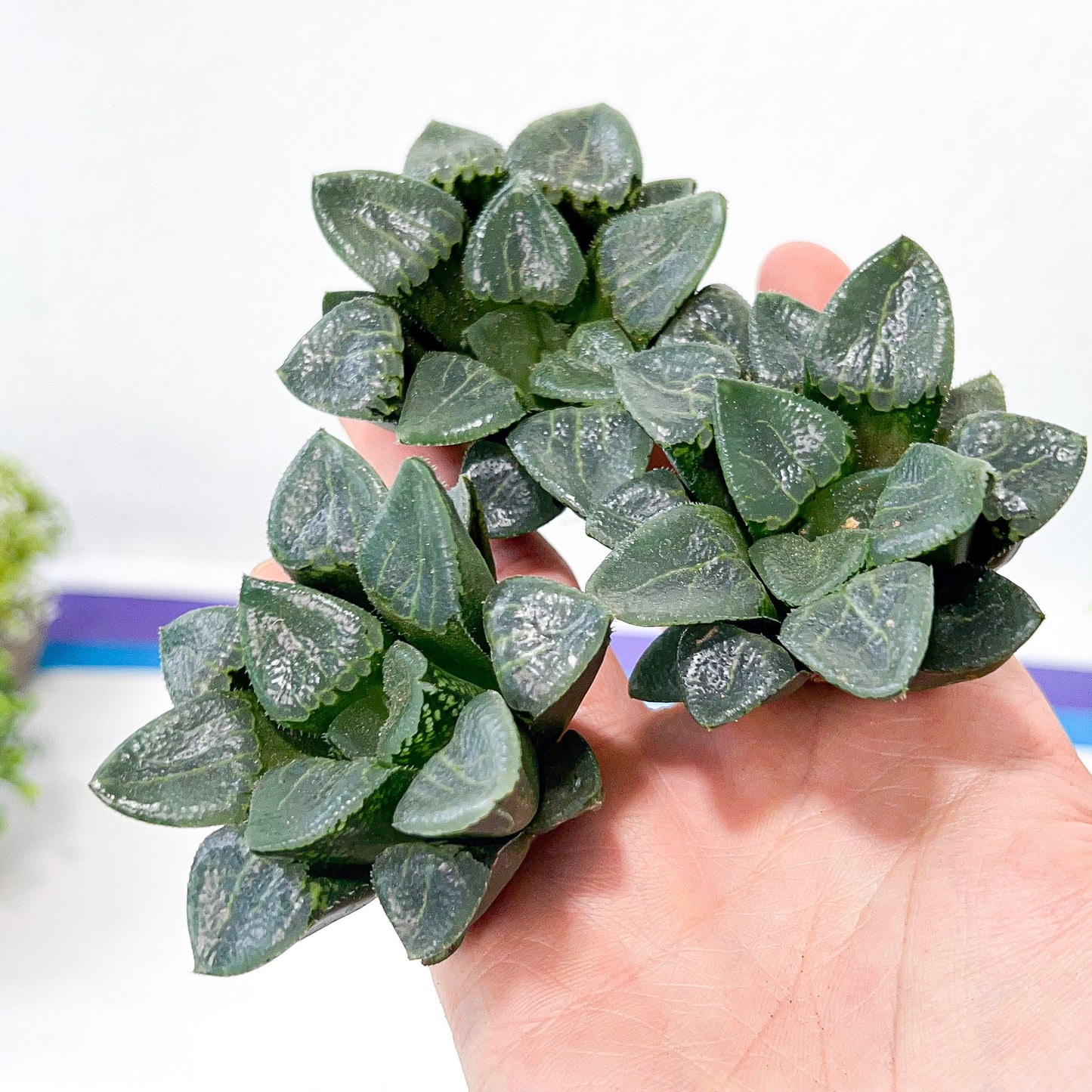 Haworthia Correcta Ready Stock (#HD1) | Impored Haworthia | Rare Haworthia | Rare Succulant