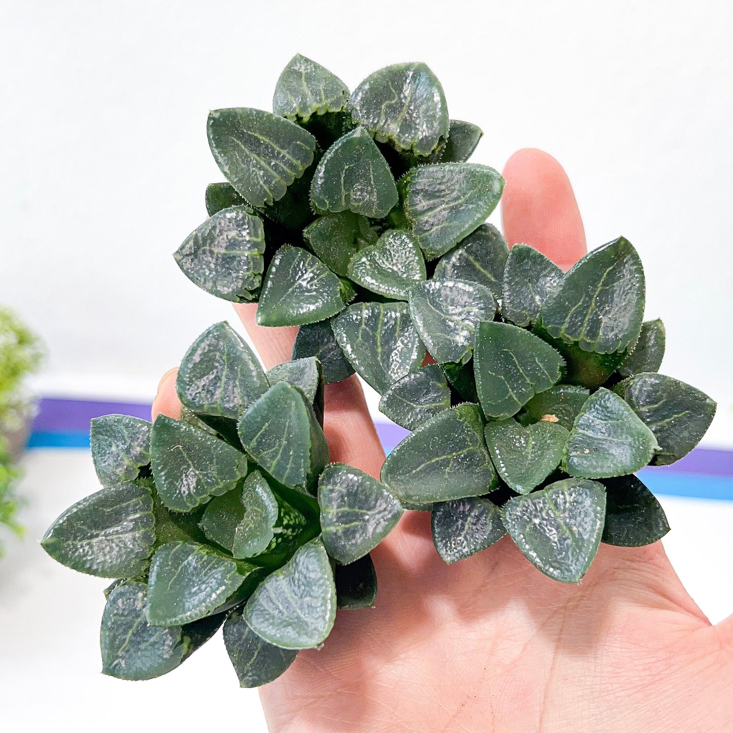 Haworthia Correcta Ready Stock (#HD1) | Impored Haworthia | Rare Haworthia | Rare Succulant