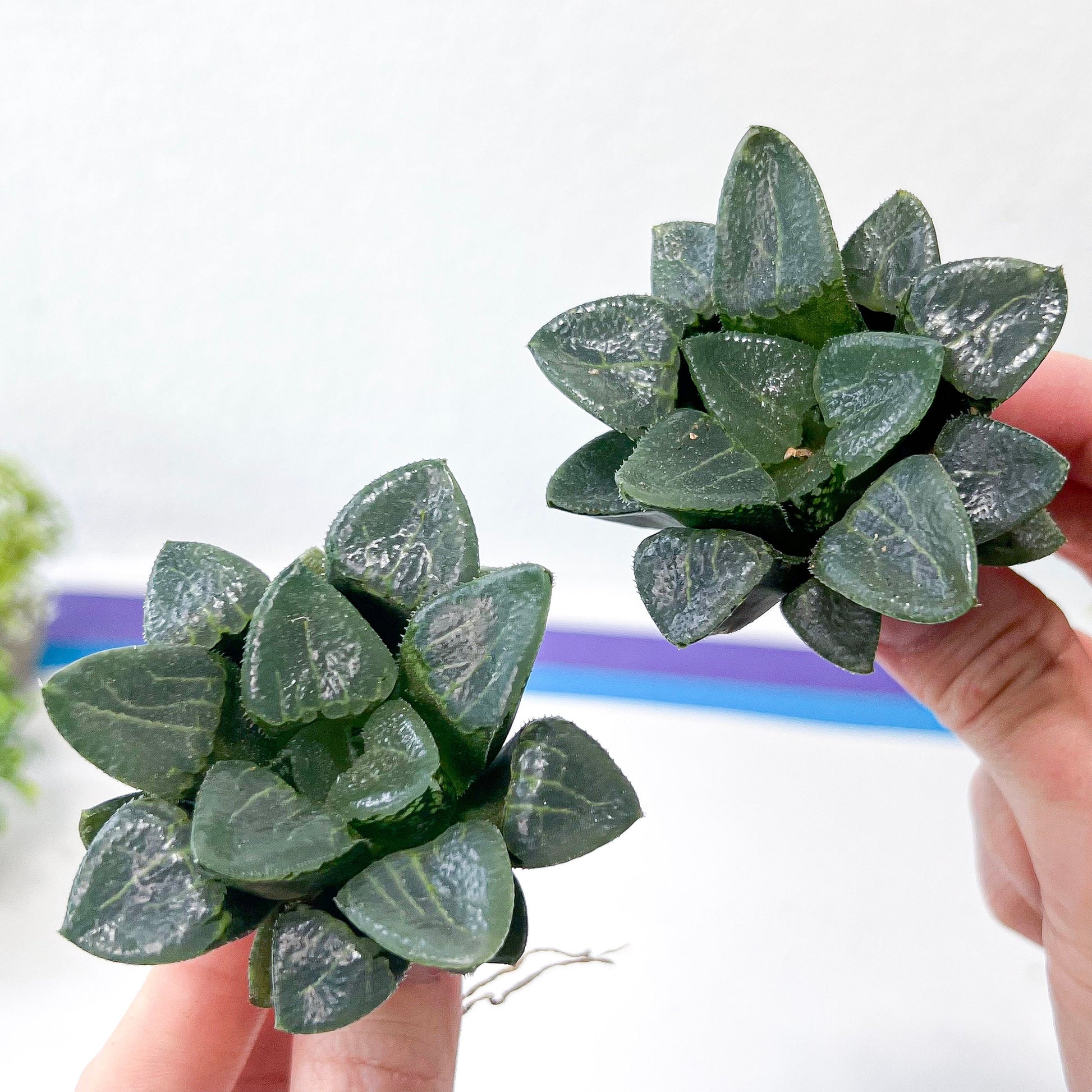 Haworthia Correcta Ready Stock (#HD1) | Impored Haworthia | Rare Haworthia | Rare Succulant