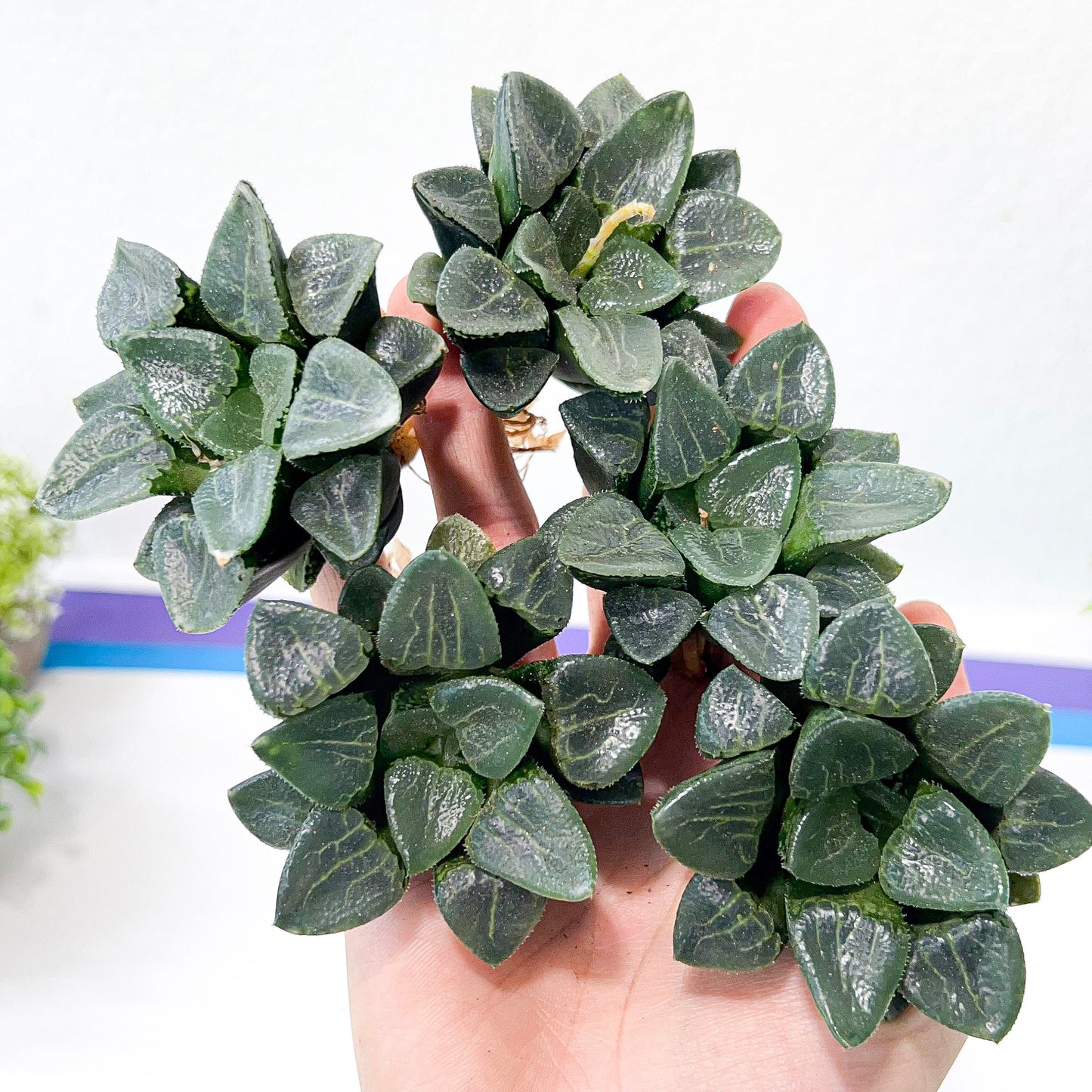 Haworthia Correcta Ready Stock (#HD1) | Impored Haworthia | Rare Haworthia | Rare Succulant