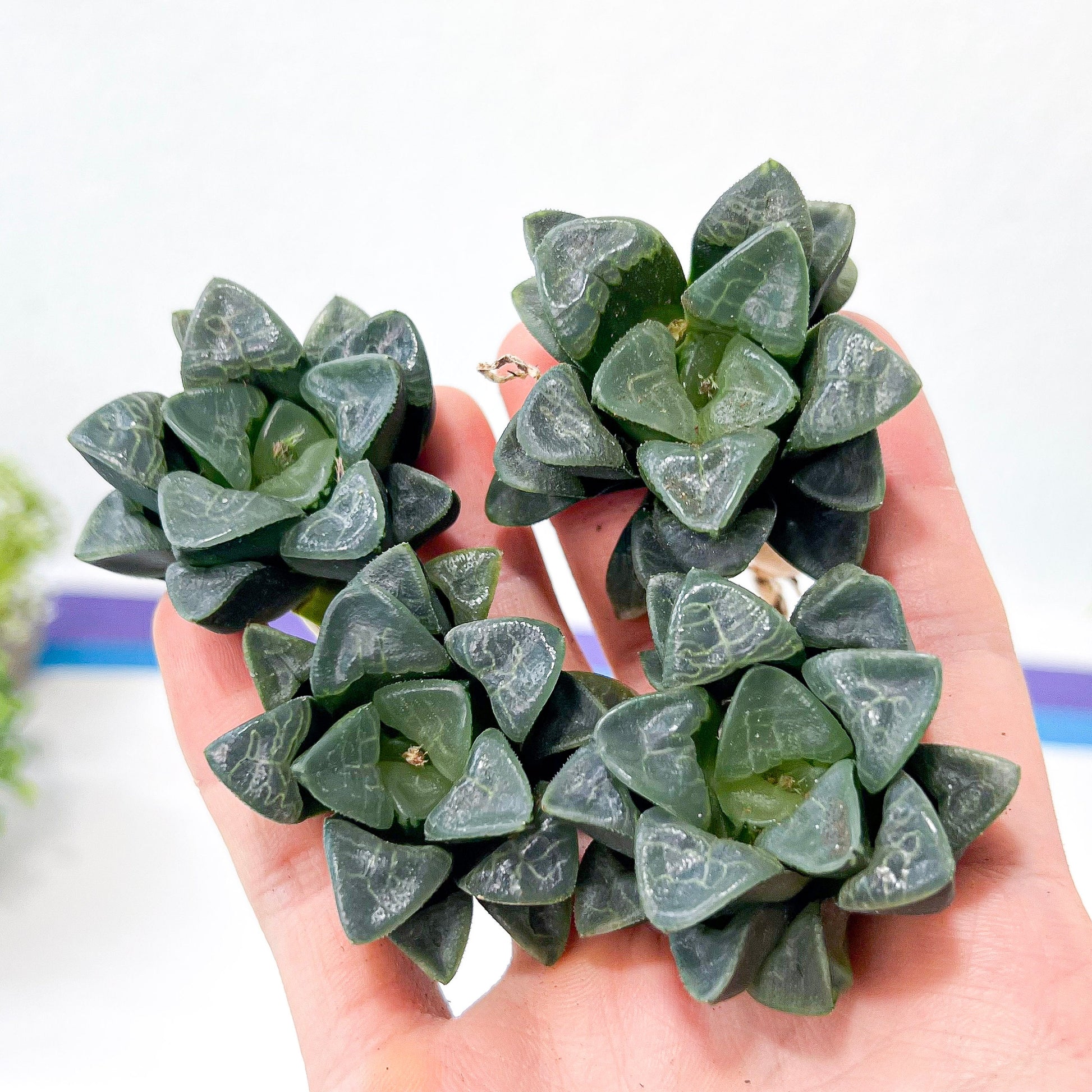 Haworthia Correcta Cloud (#HD2) | Impored Haworthia | Rare Haworthia | Rare Succulant