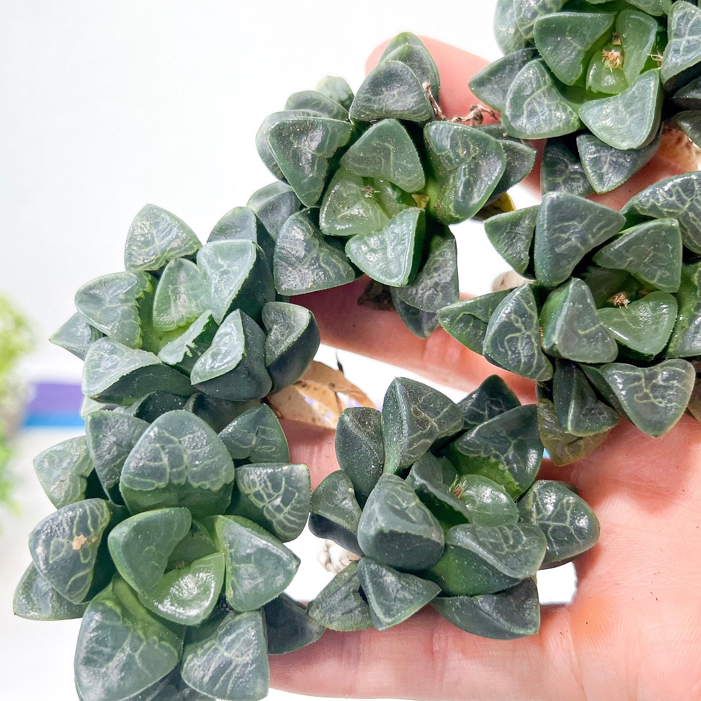 Haworthia Correcta Cloud (#HD2) | Impored Haworthia | Rare Haworthia | Rare Succulant