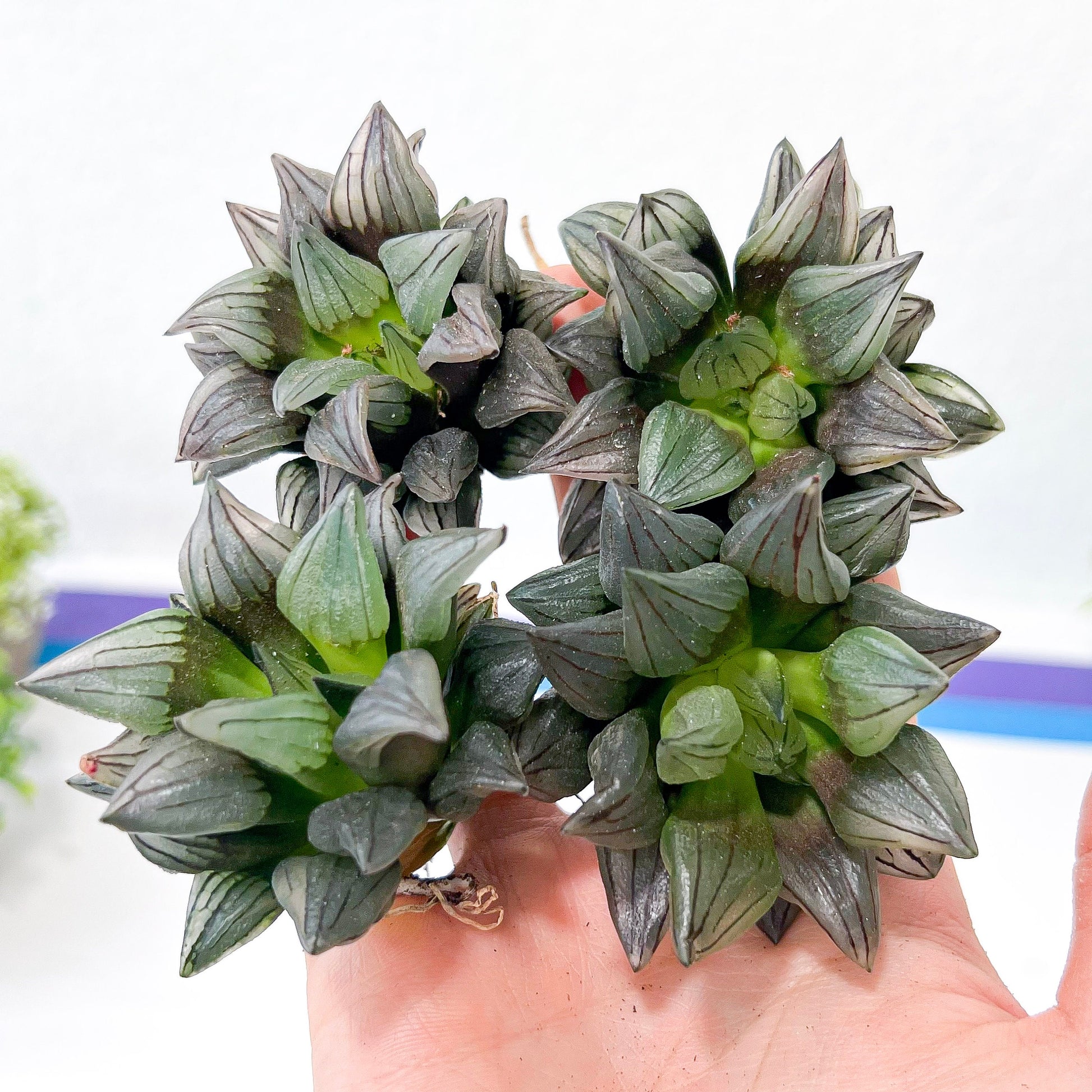 Haworthia Magnifica V.Atrofusca (#HD4) | Impored Haworthia | Rare Haworthia | Rare Succulant