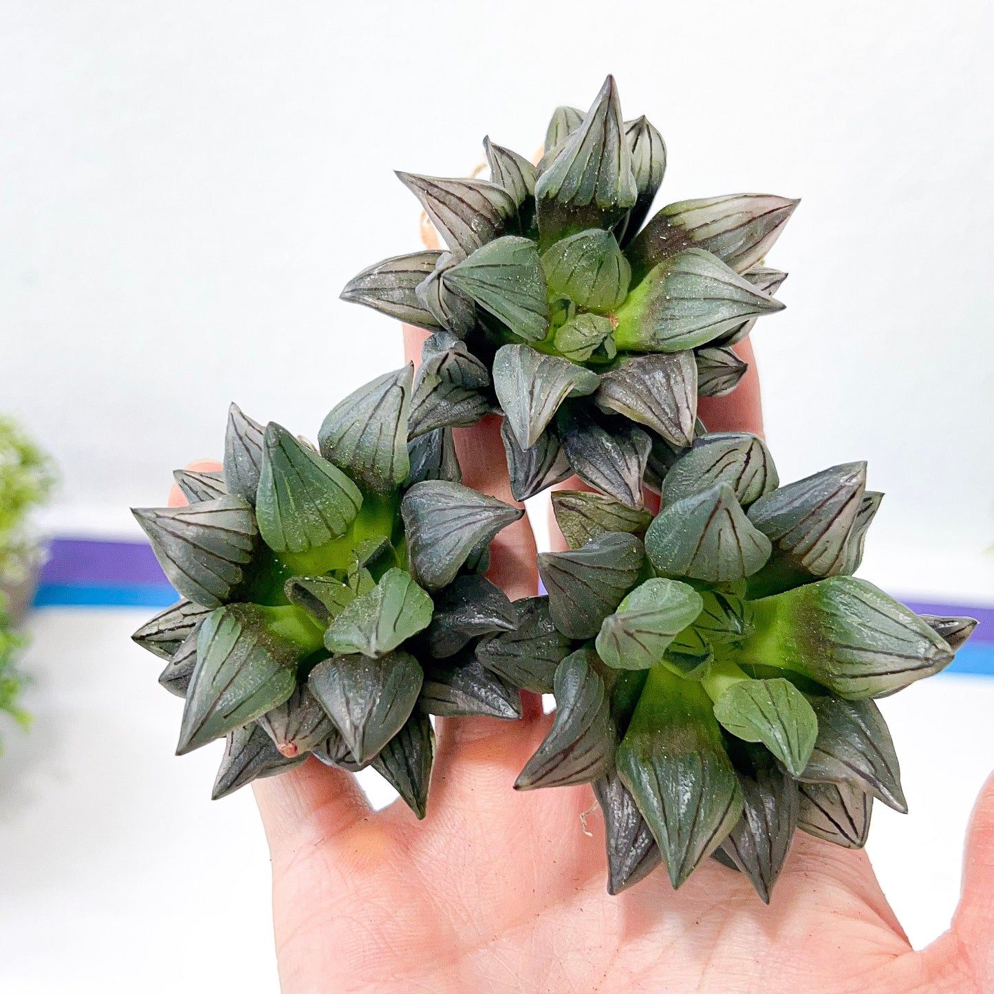 Haworthia Magnifica V.Atrofusca (#HD4) | Impored Haworthia | Rare Haworthia | Rare Succulant