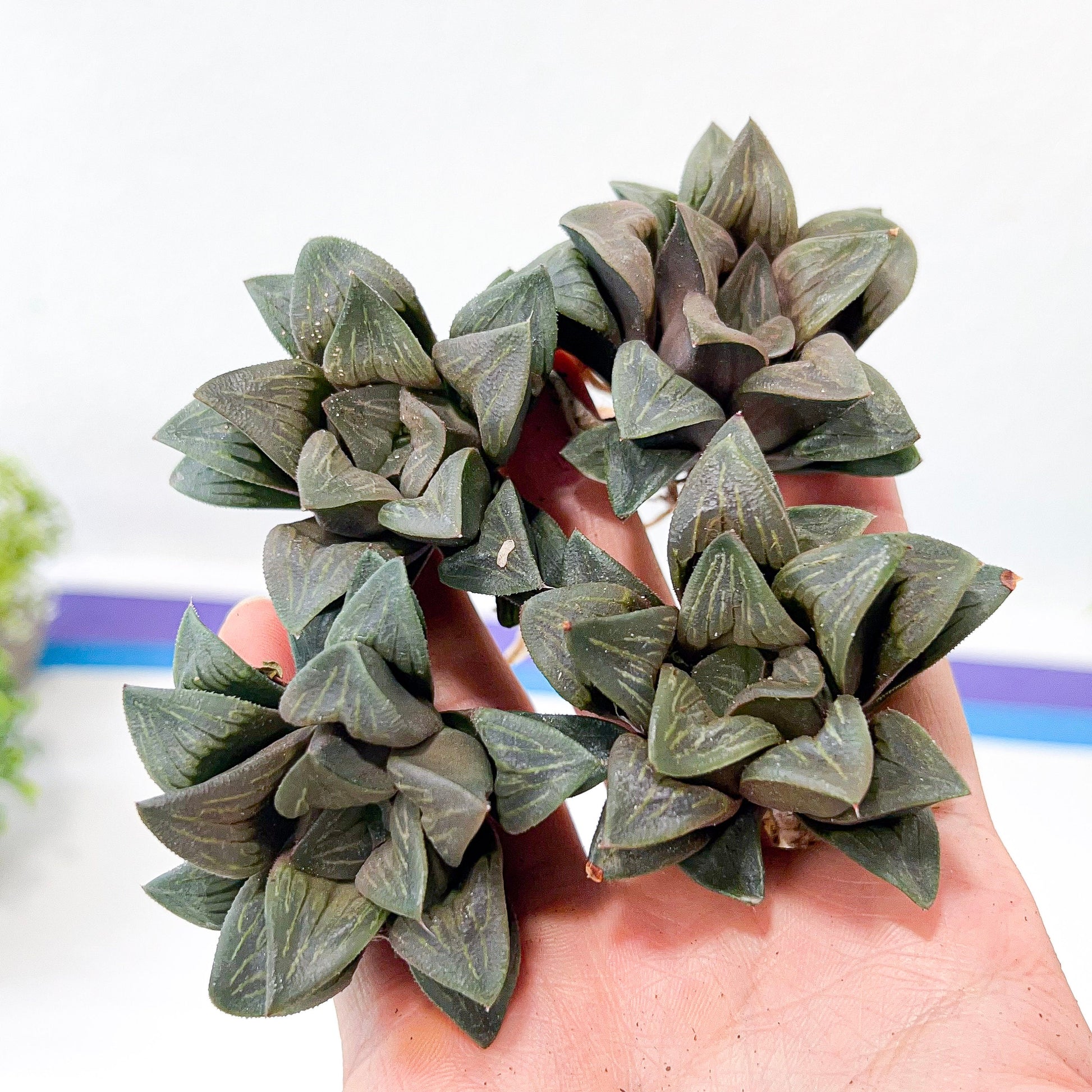 Haworthia White Window (#HA2) | Rare Imported Succulent