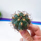 Gymnocalycium Pflanzii (V40) | Live Cactus | Rare Cactus